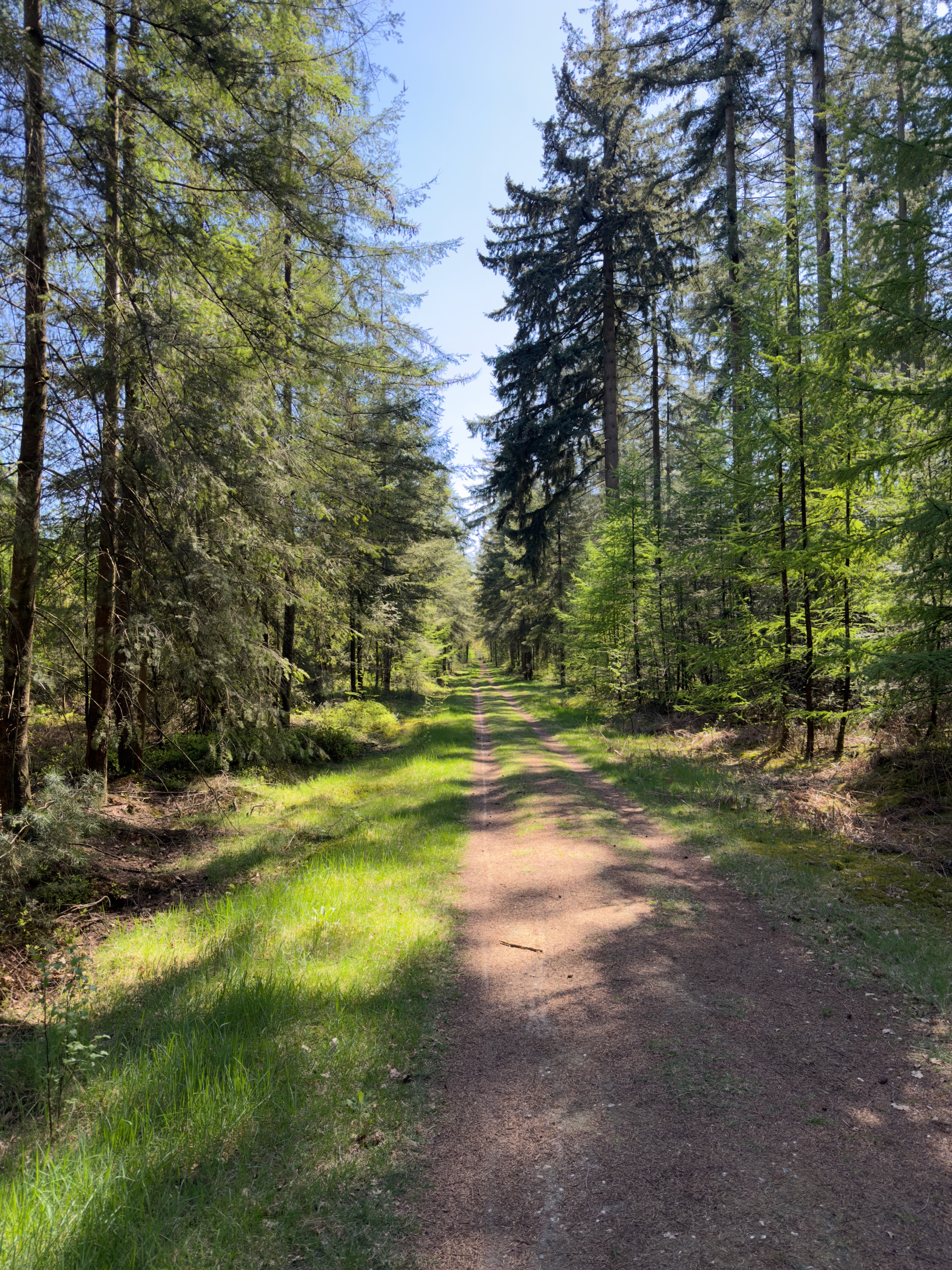 Grass-and-dirt forest ride between tall conifers in dense woodland