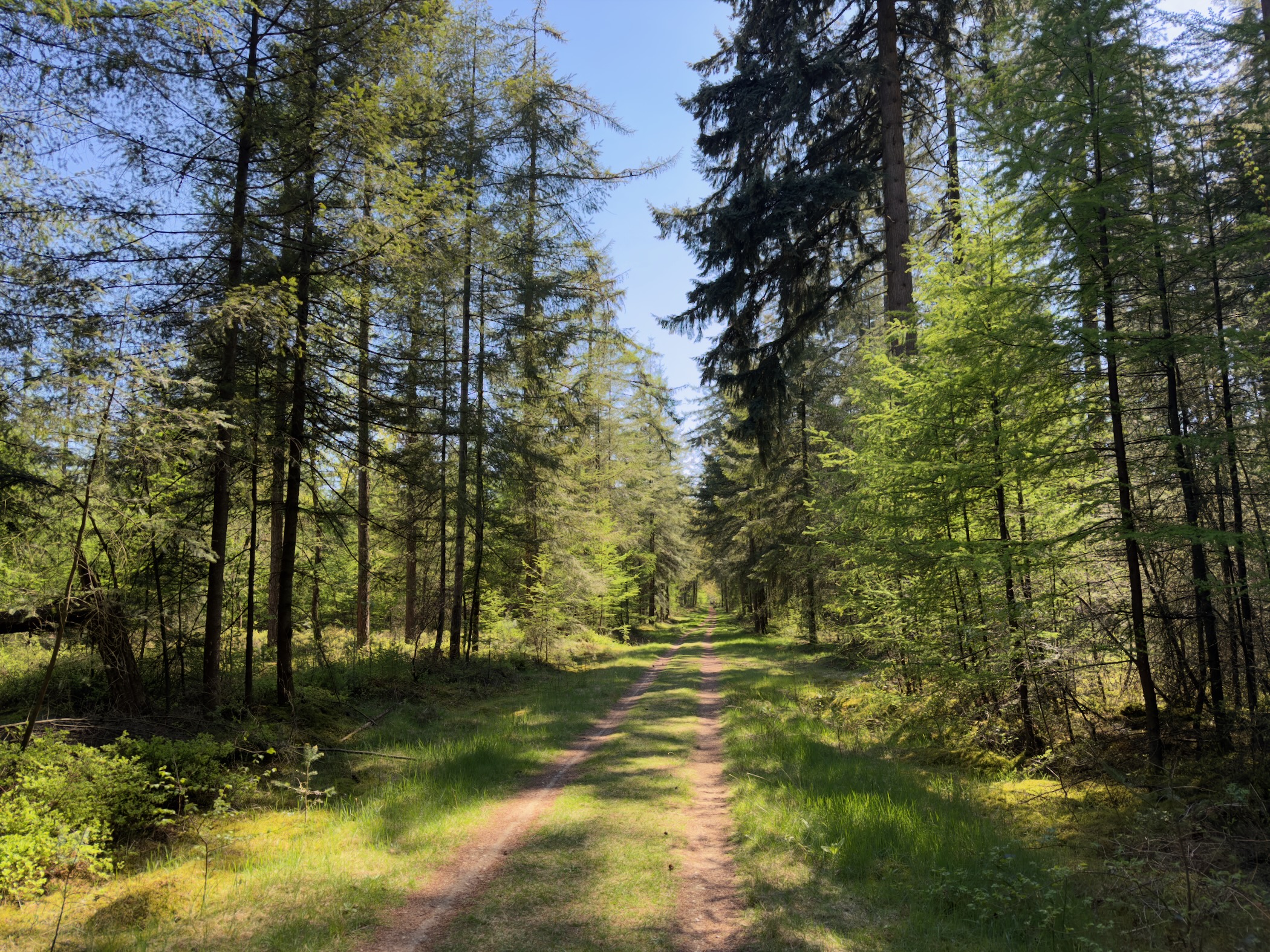 Bright green forest ride between larches with new spring needles