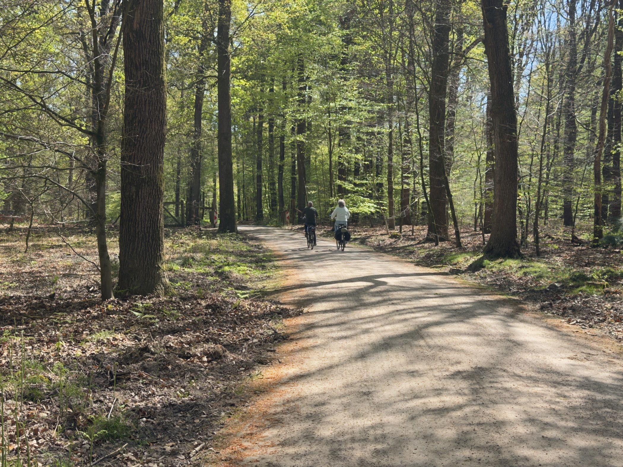 Two cyclists on a narrow tarmac lane under tall beech trees