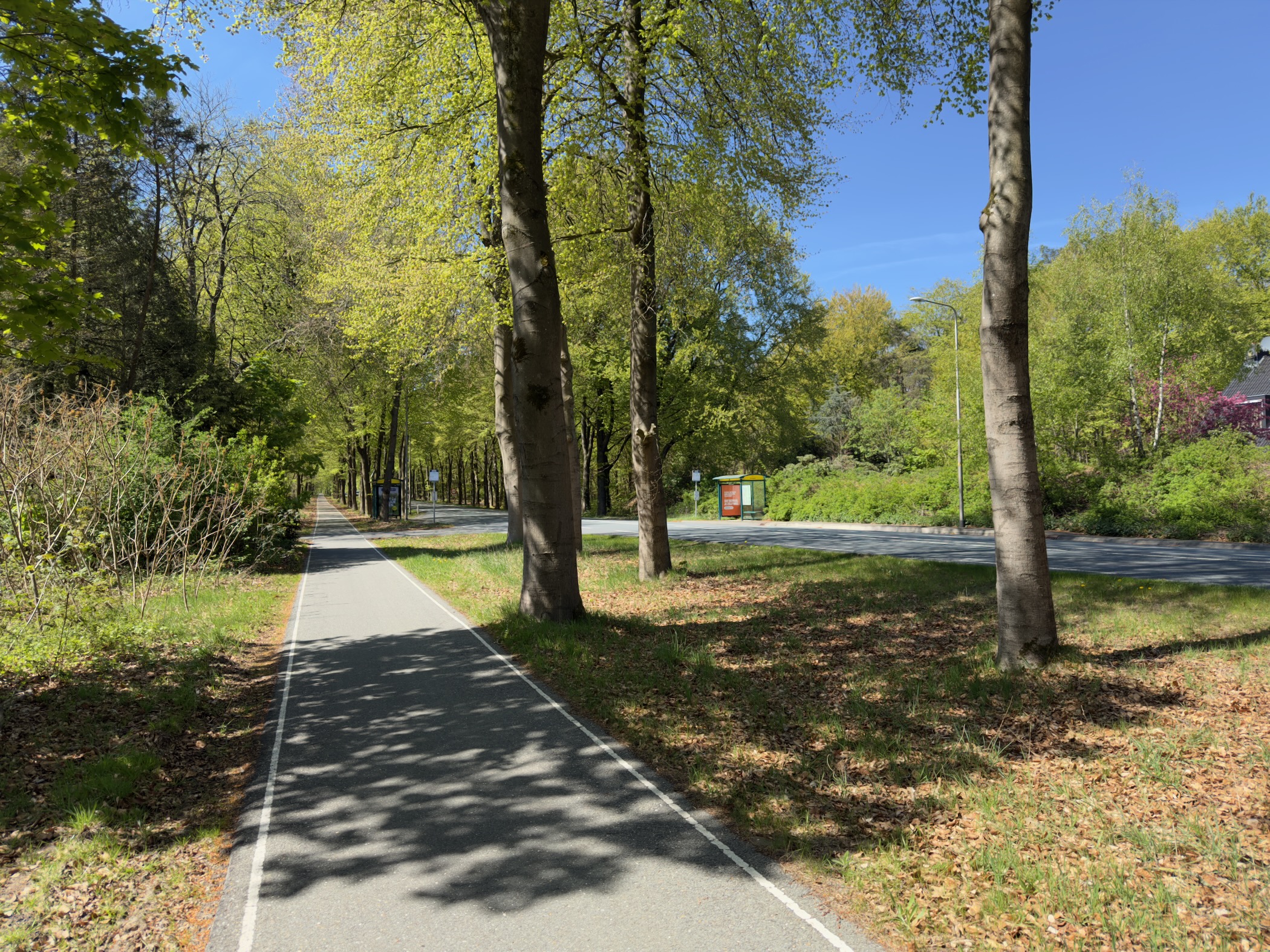 Paved cycle path and road running through a grove of tall beeches