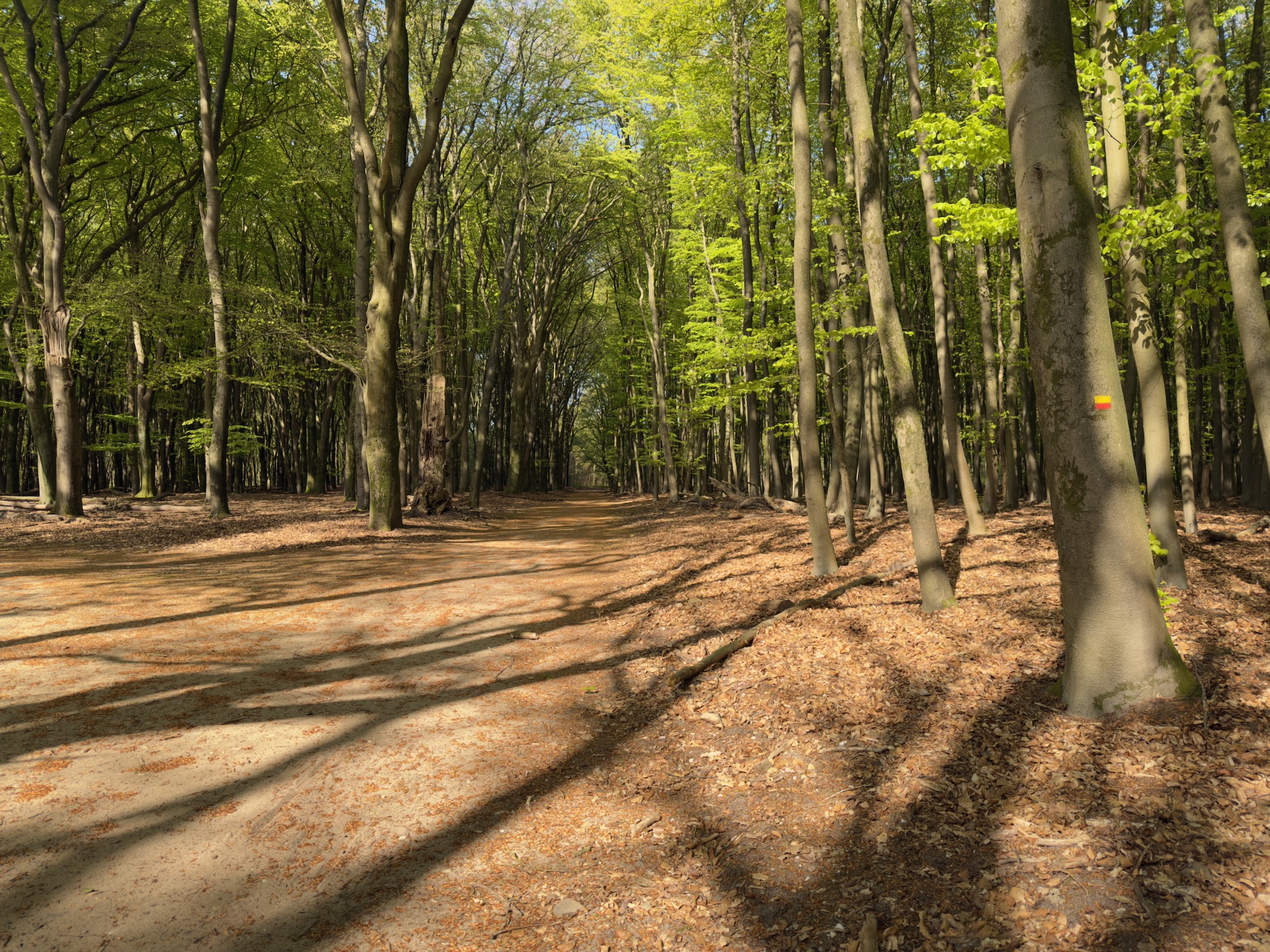 Wide track through a beech wood with long shadows on the leaves