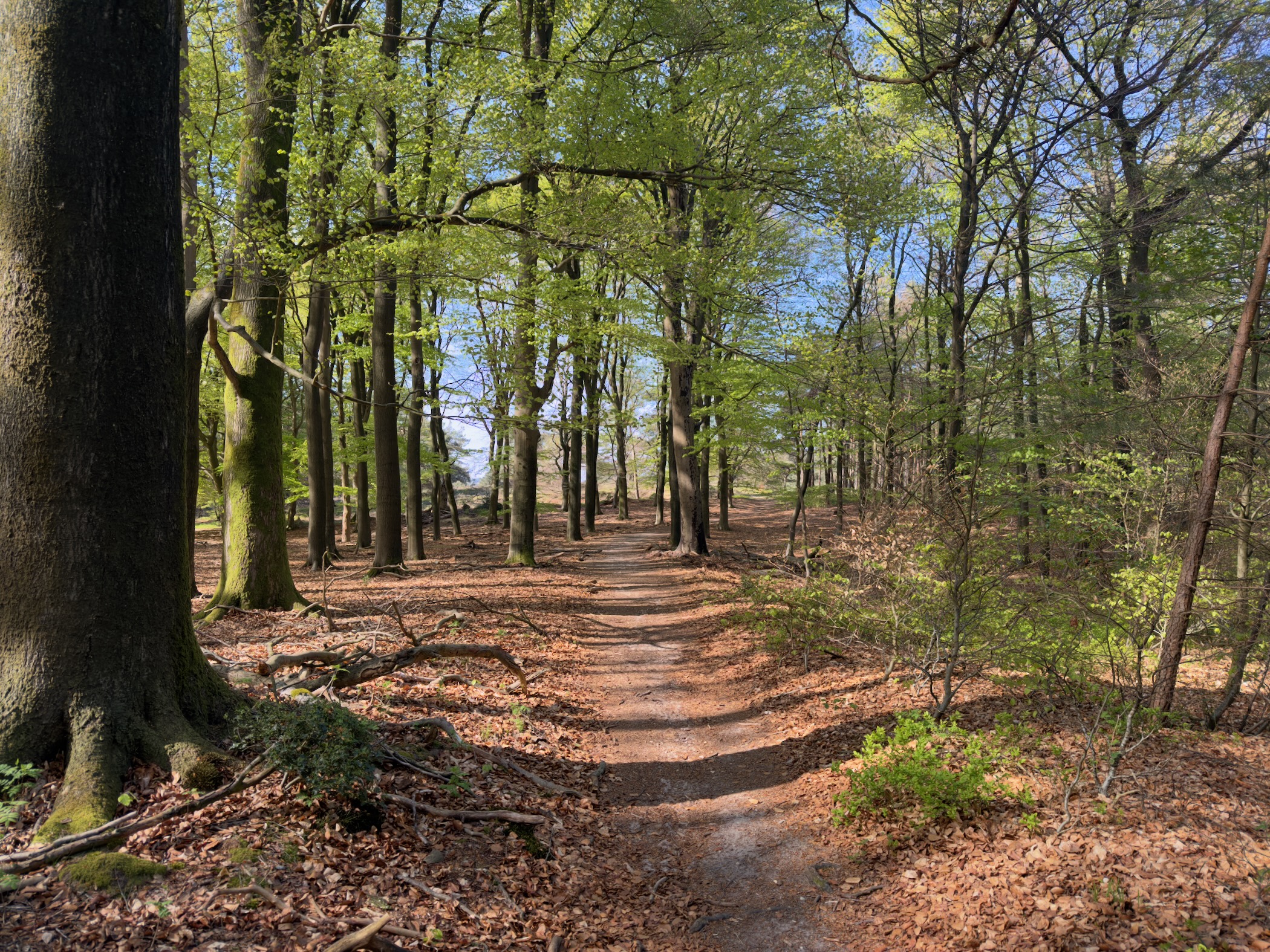 Narrow path winding through fresh green beeches