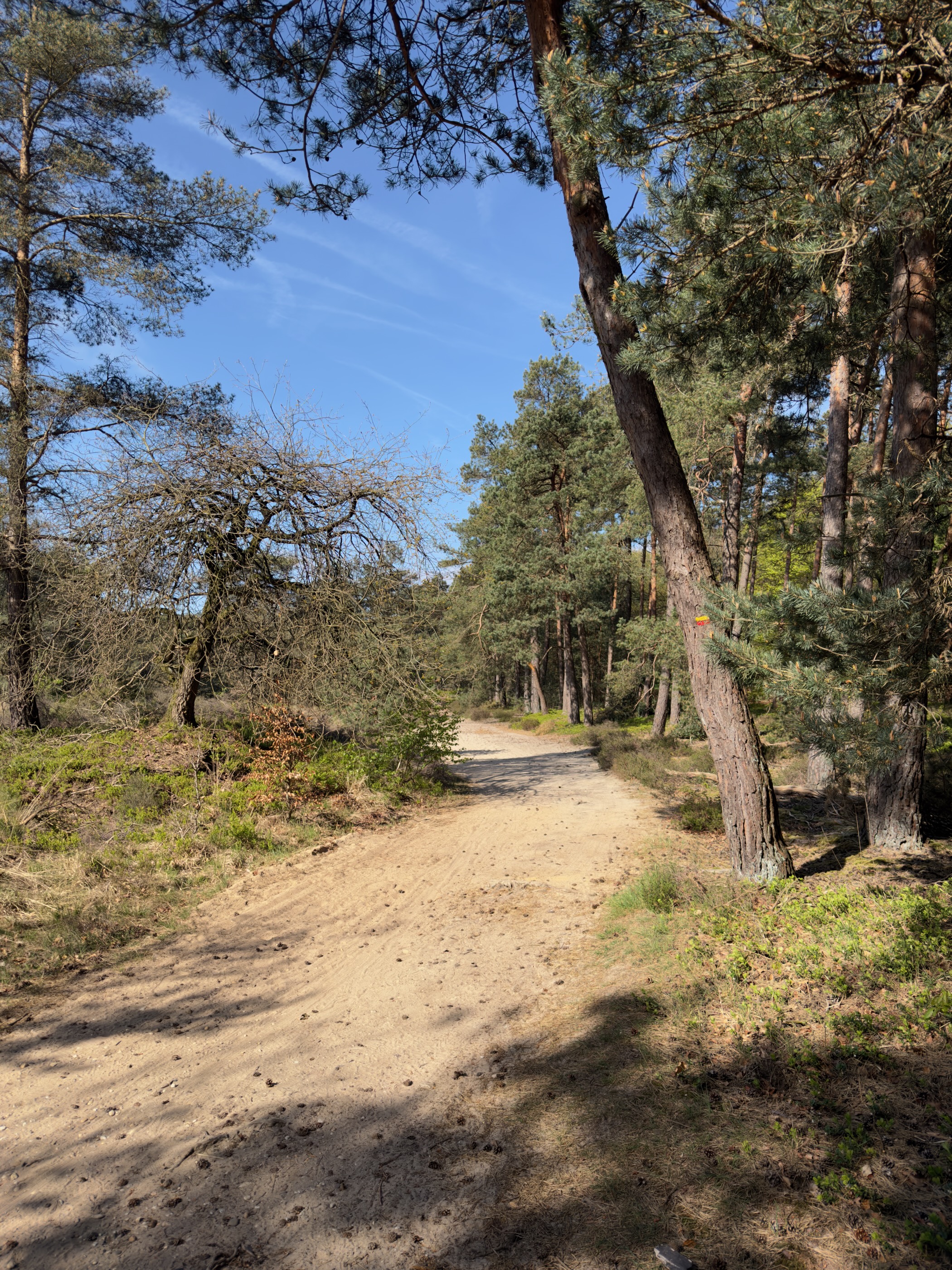 Sandy track curving through a pine wood