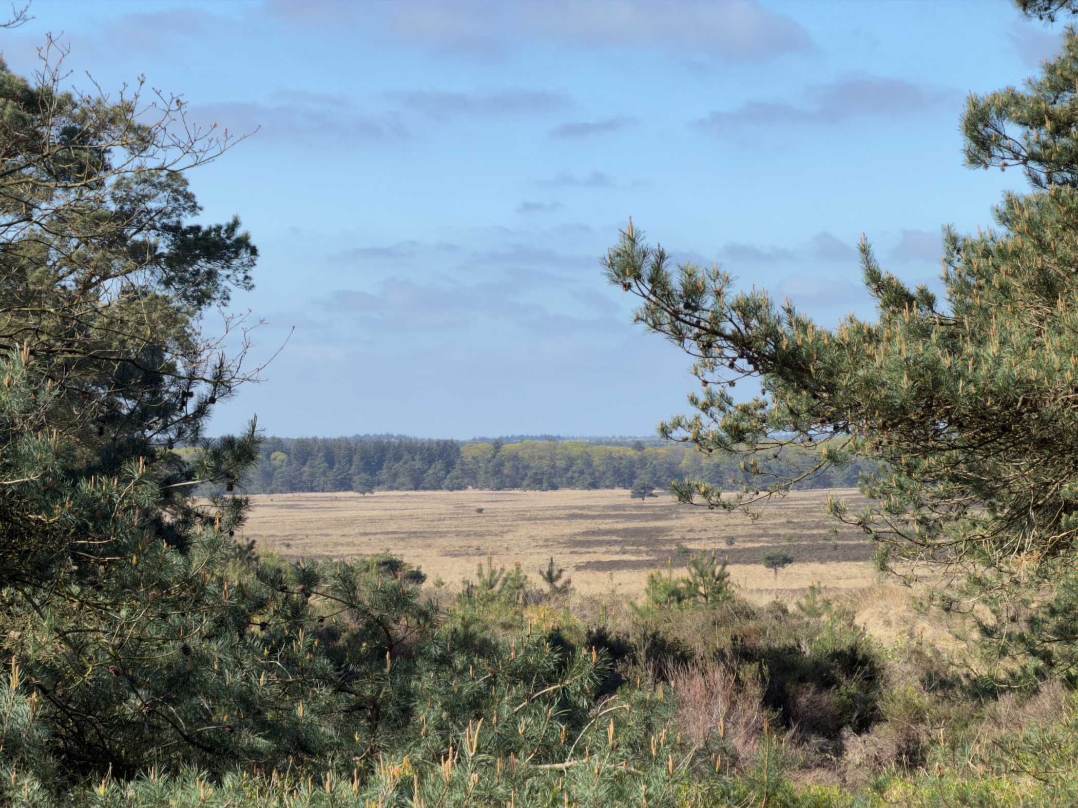 Open heath seen through a gap in the pine branches