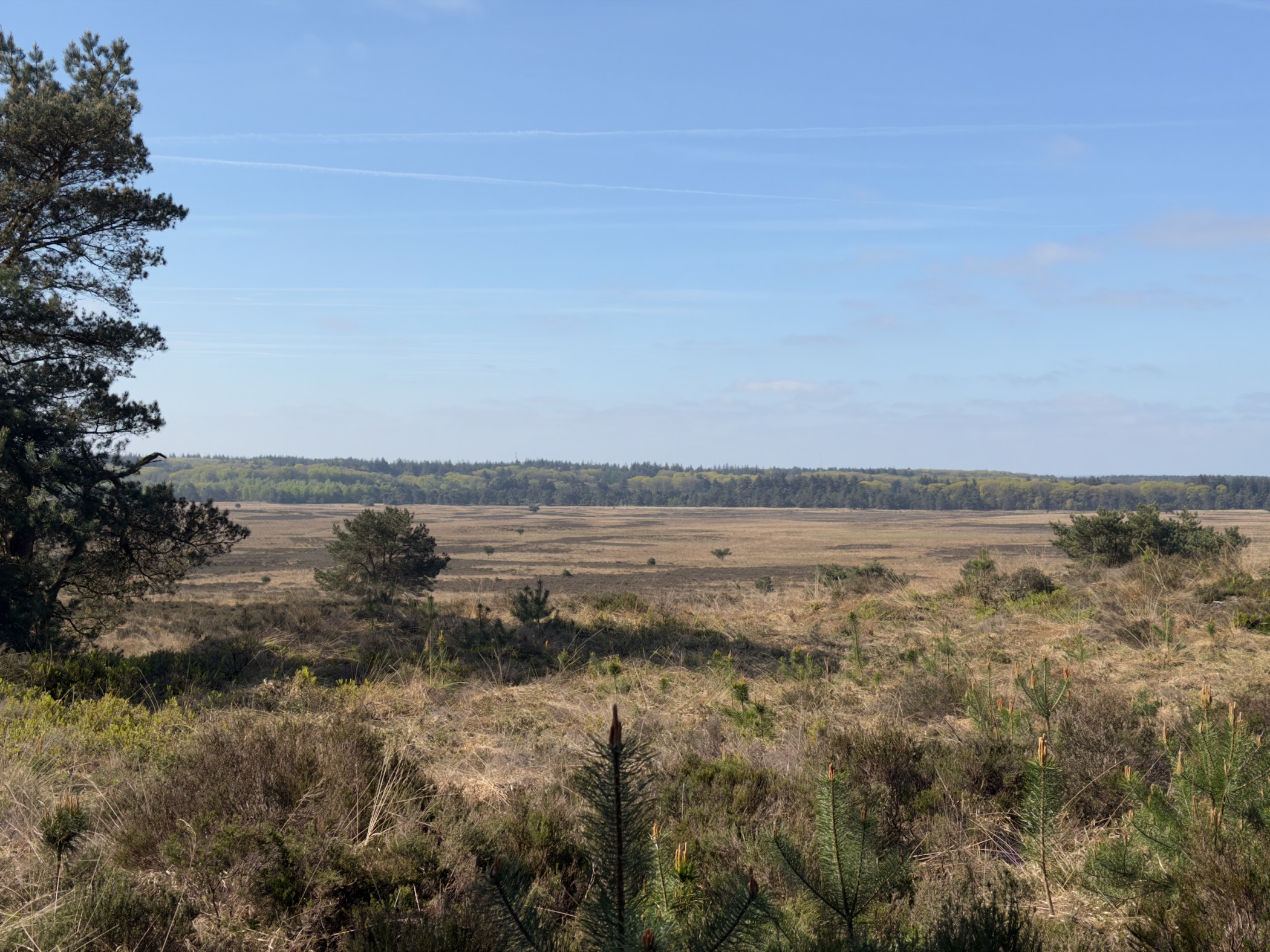 Wide heathland framed by pines with a small sapling in the foreground