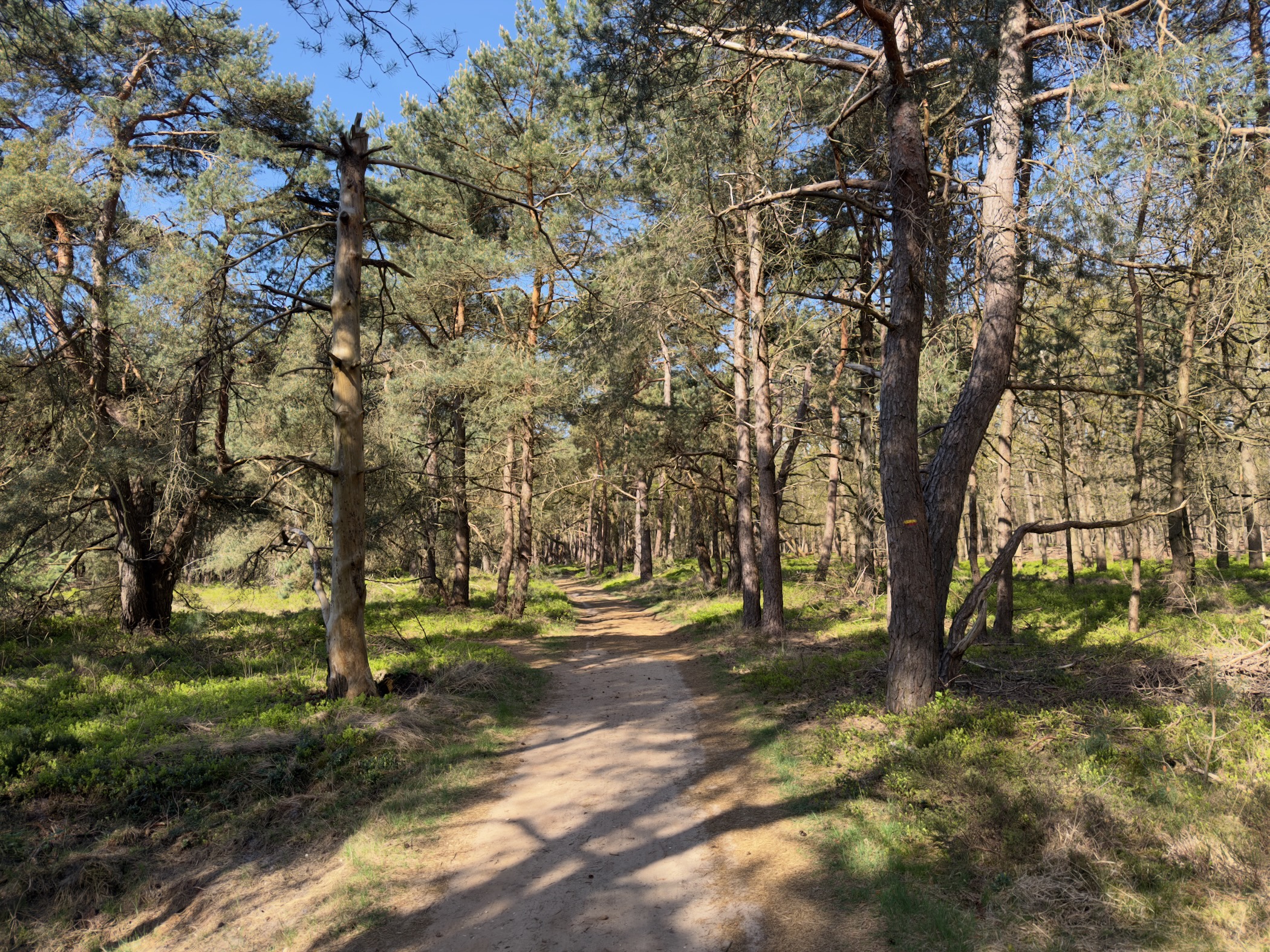 Path between tall Scots pines in dappled light