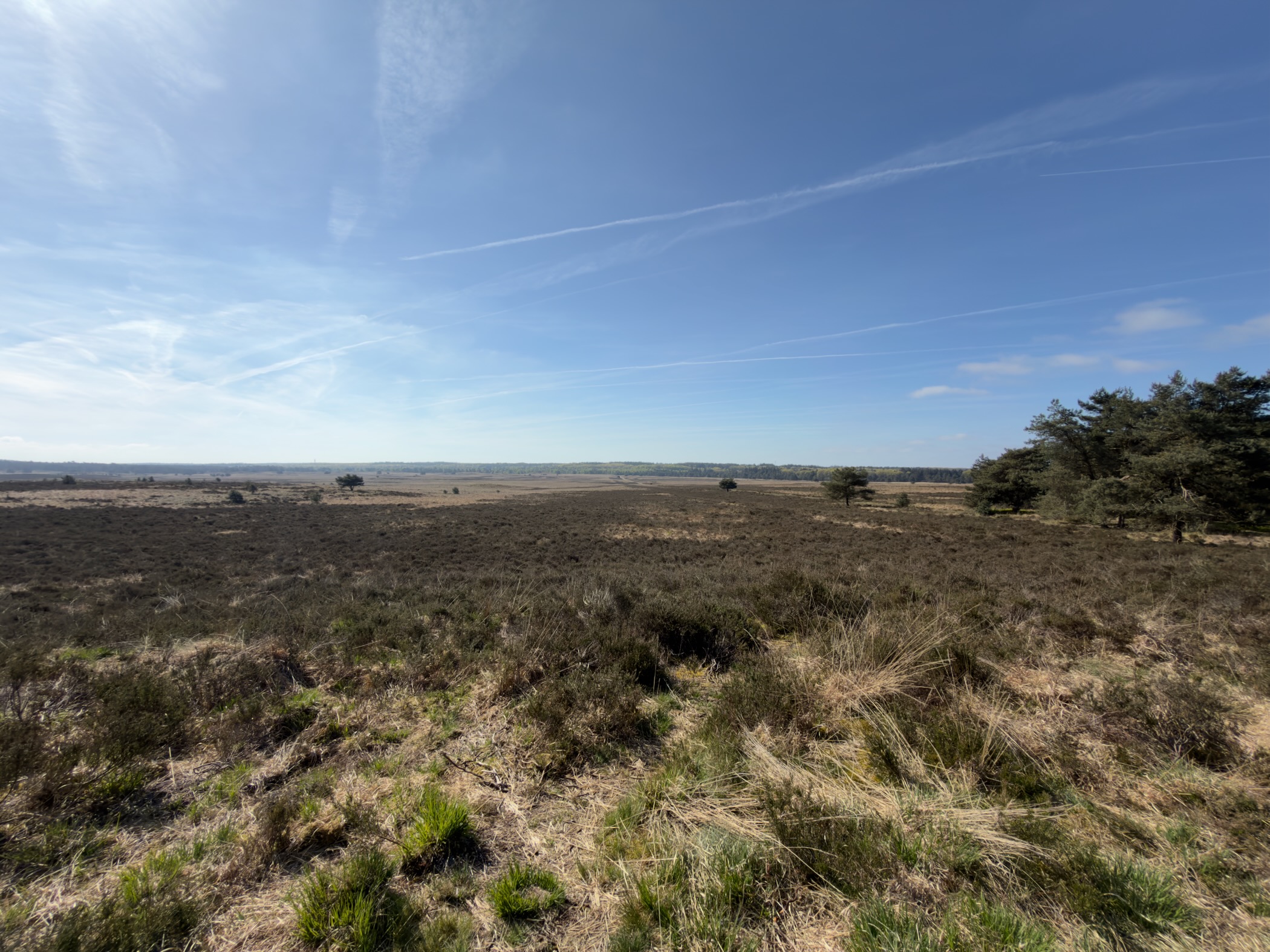 Broad stretch of heather and grass reaching to a low tree line