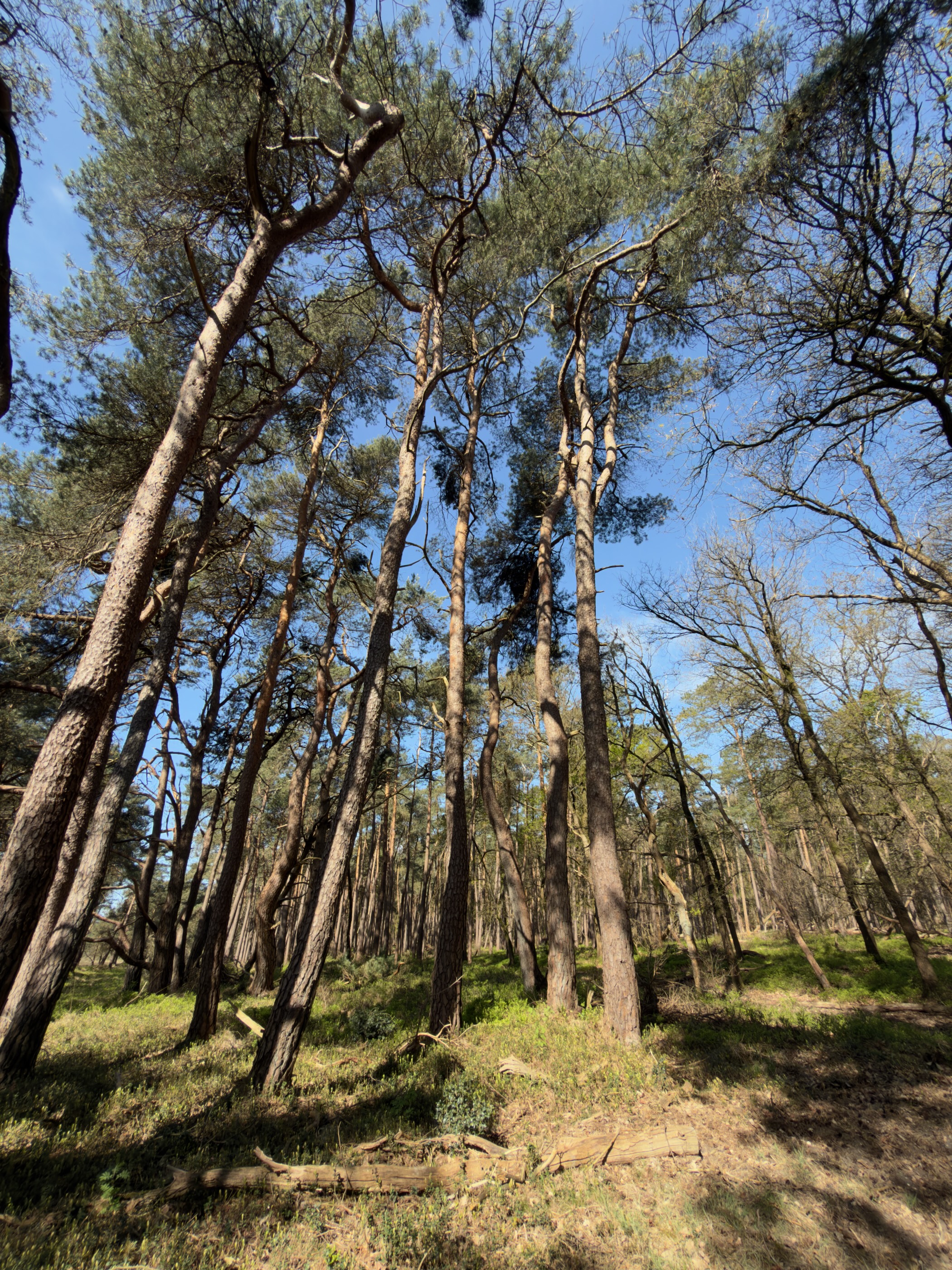 Tall pine trunks rising to a blue sky in a sparse wood