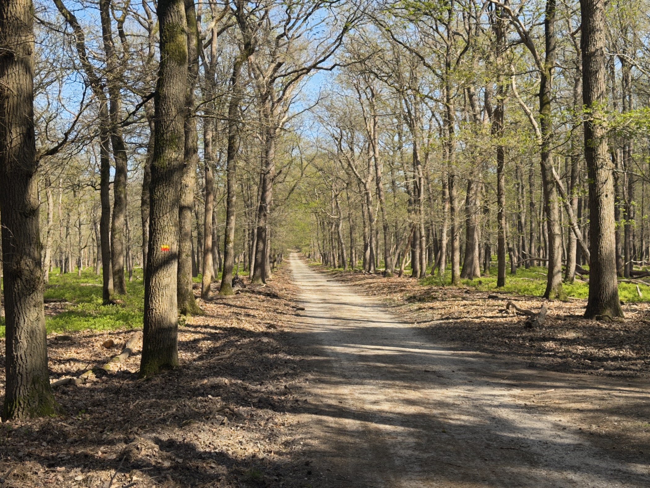 Straight sandy track through oaks coming into leaf