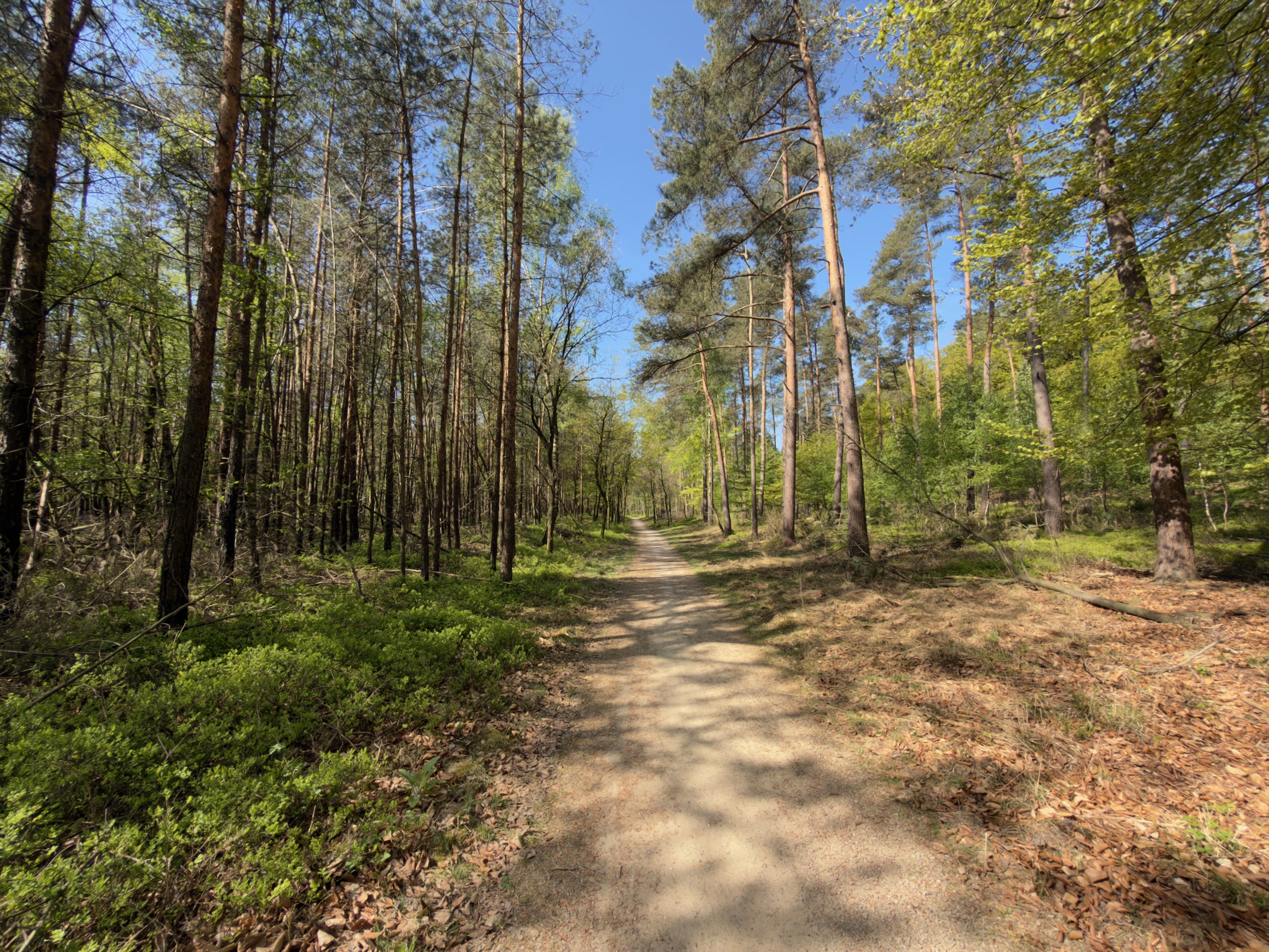 Path through mixed pine and birch with fresh green undergrowth