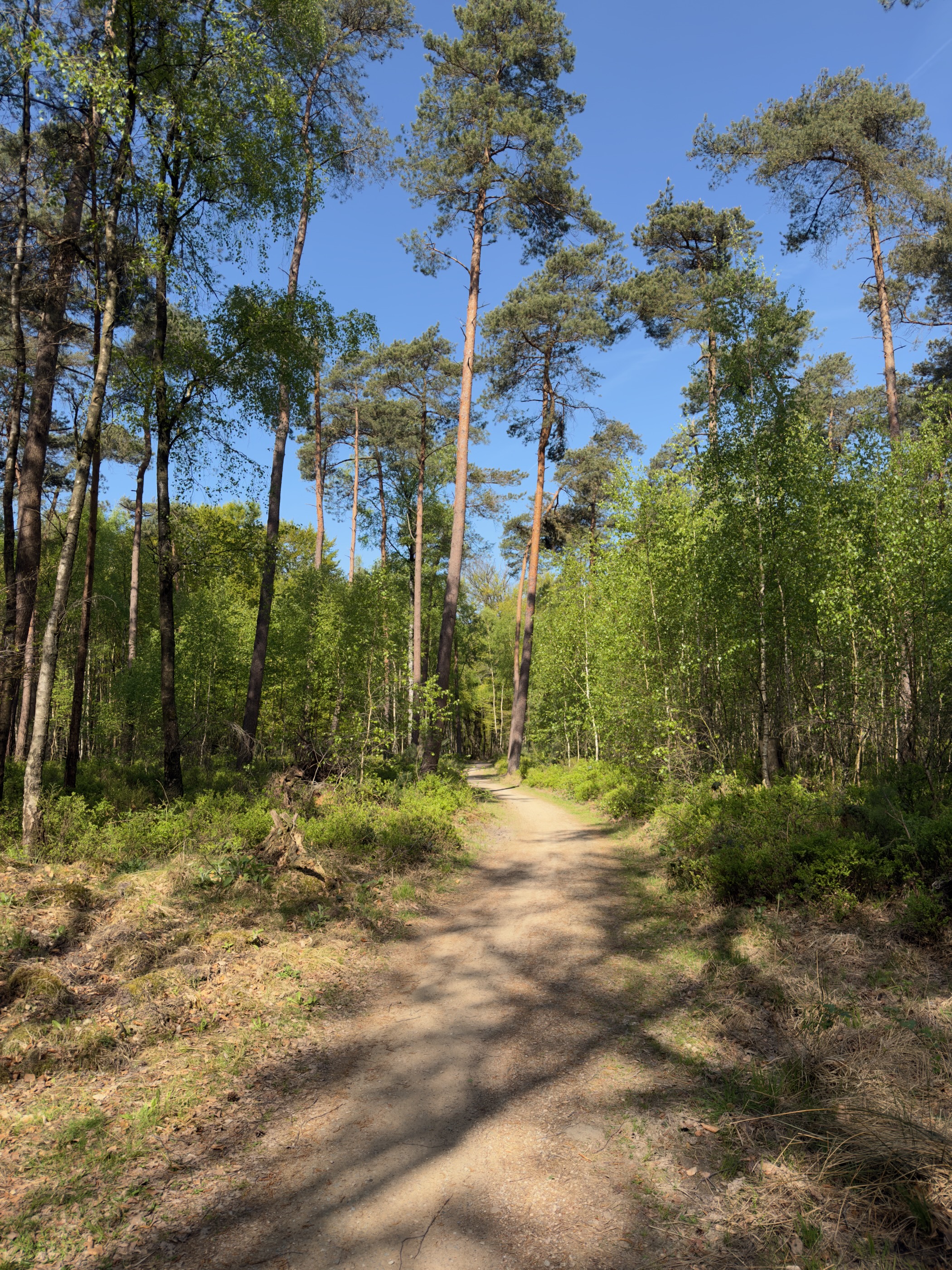 Tall pines above a young birch wood beside the path