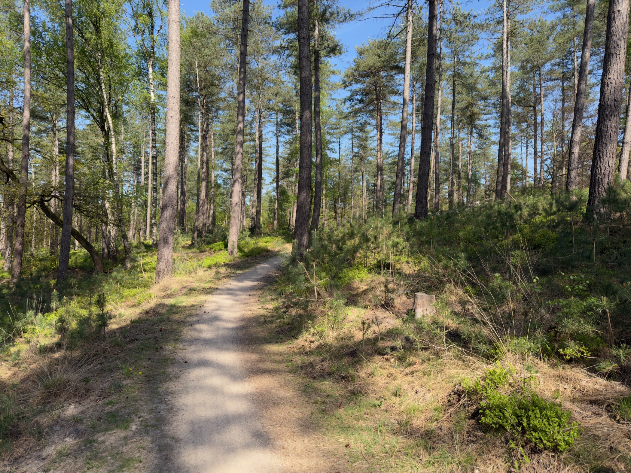 Narrow sandy path between pines with sunlit heather alongside
