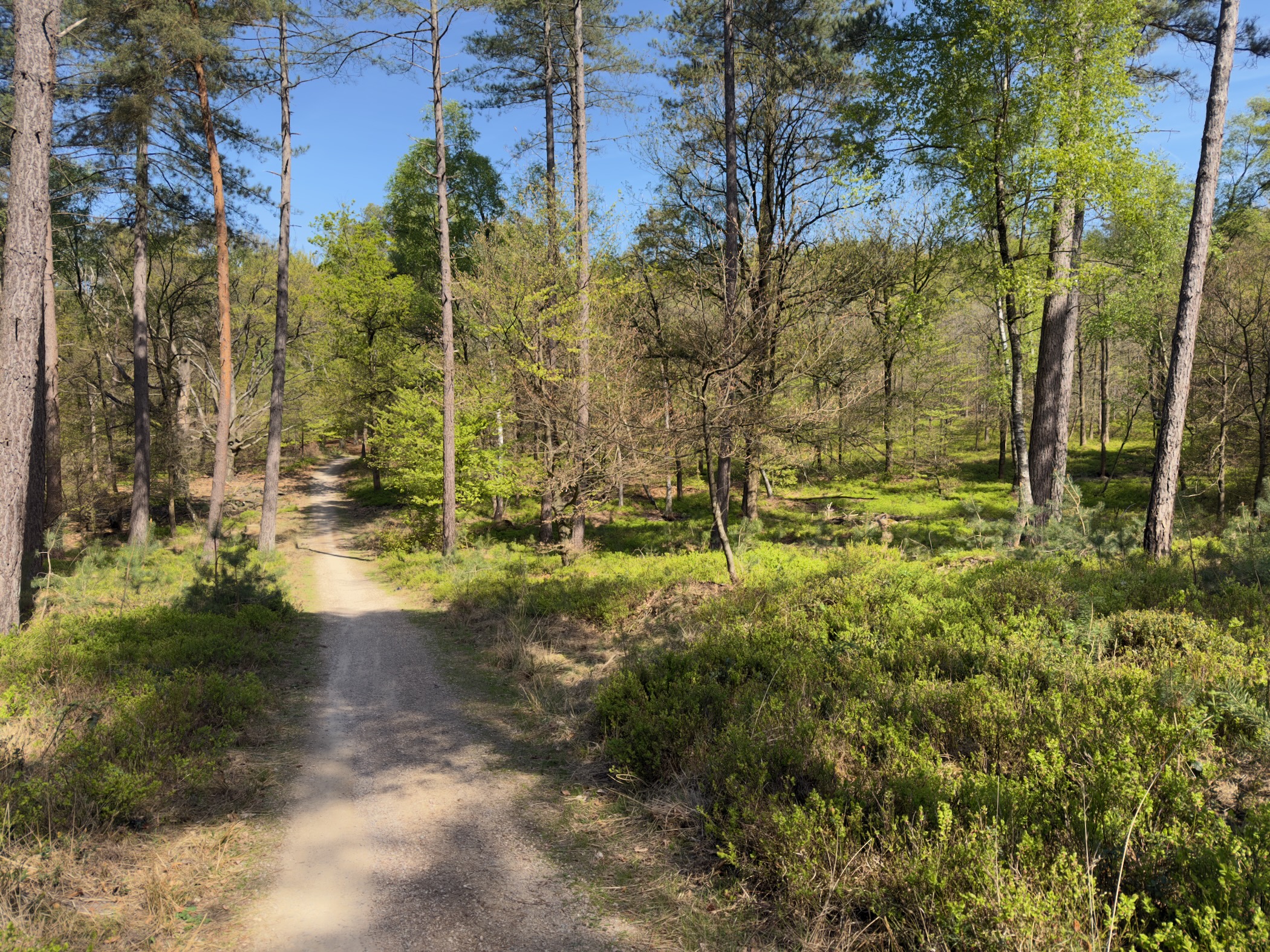 Sandy track sloping down through pines and budding birches