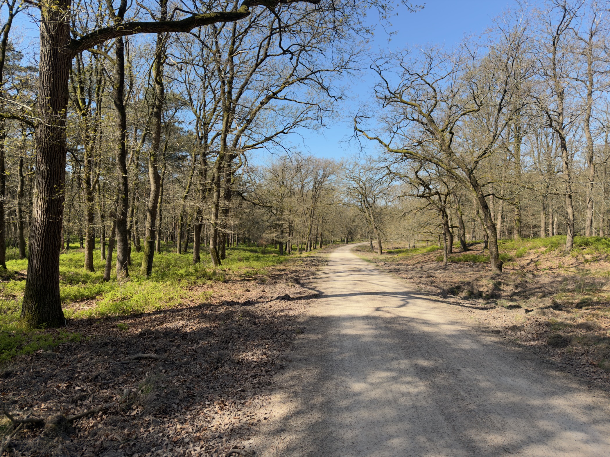Gravel track curving through an open oak wood in early spring