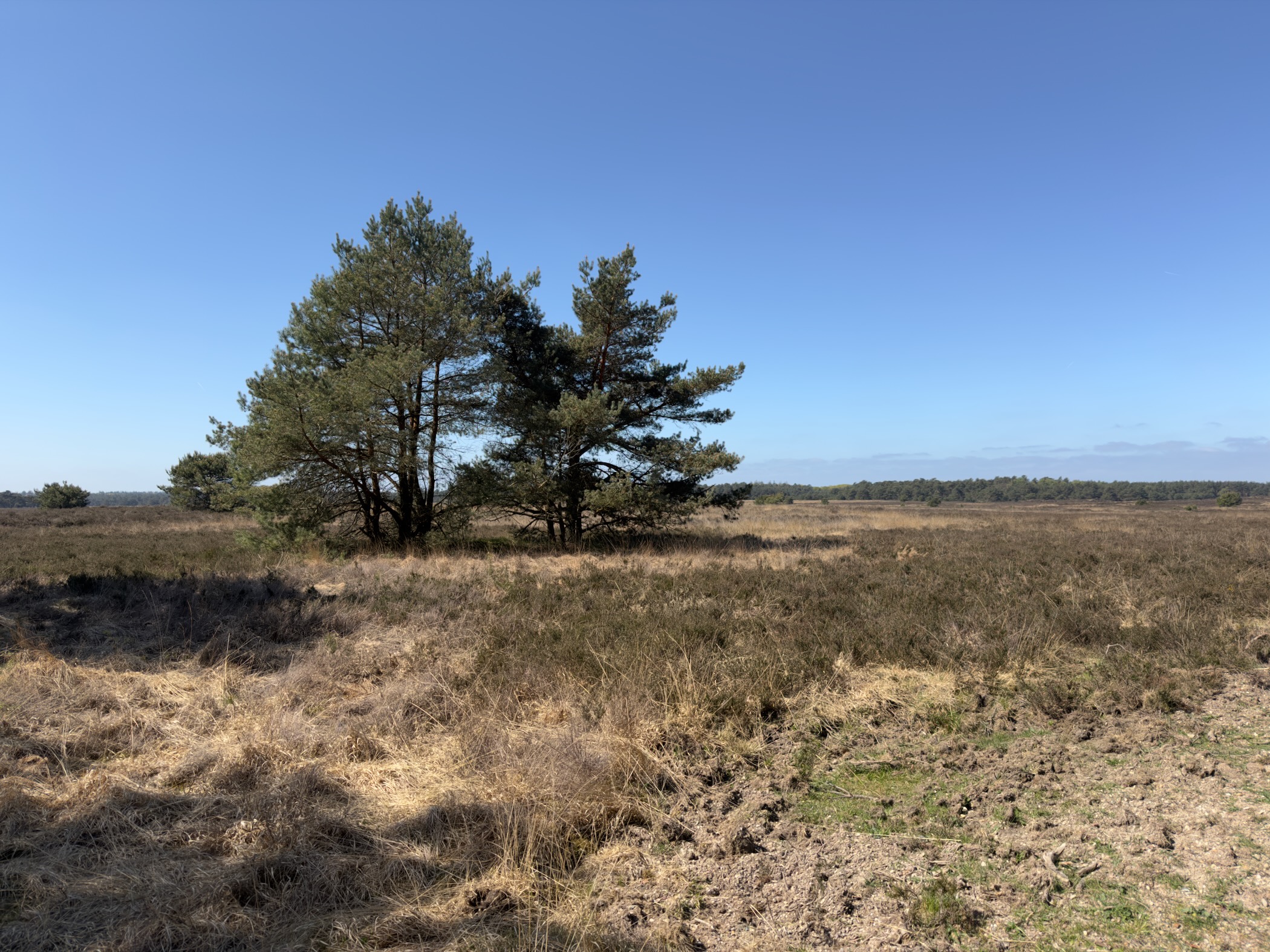 Two Scots pines alone on a stretch of dry heath
