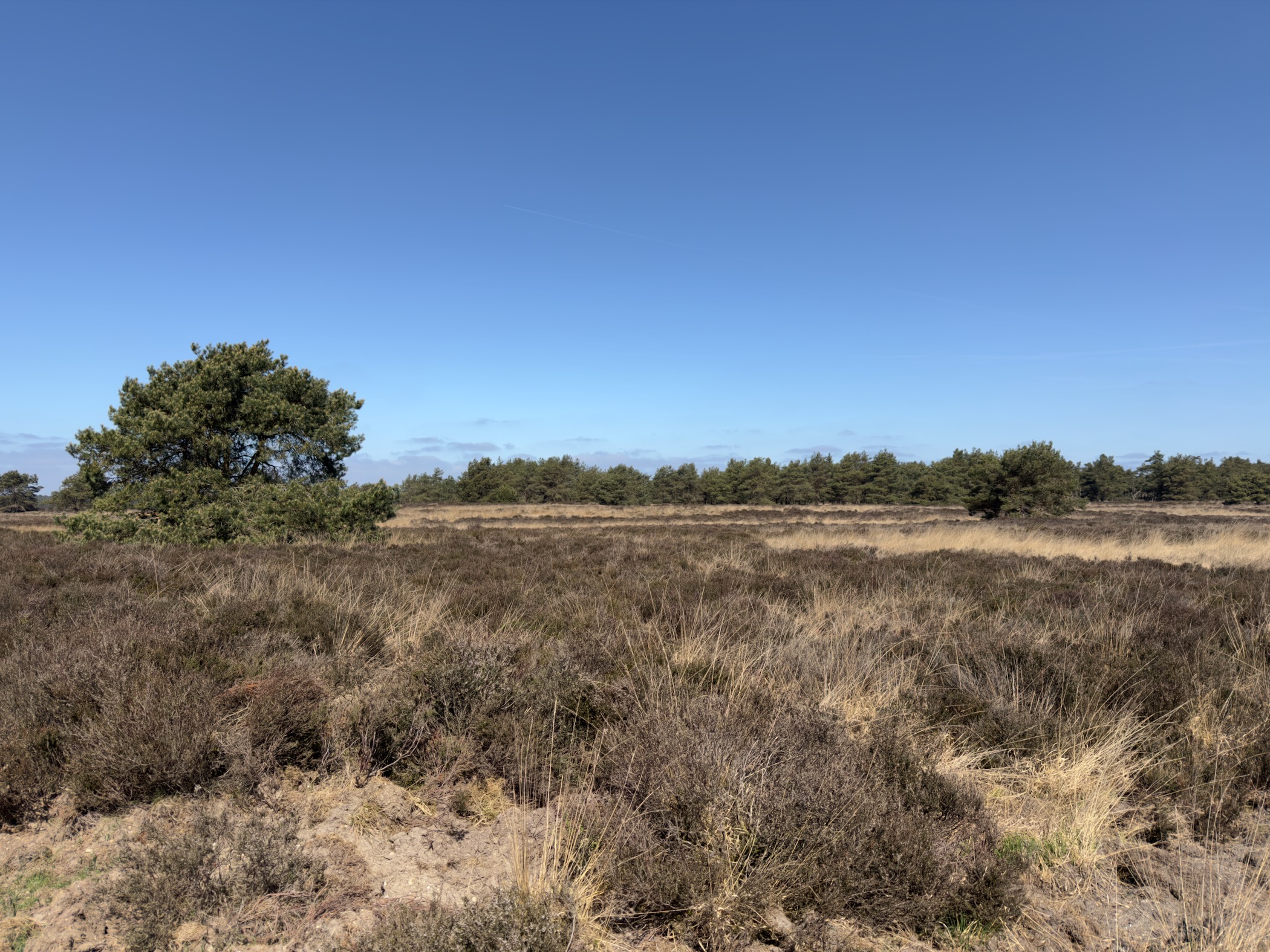 Flat heath of low heather with a single small pine