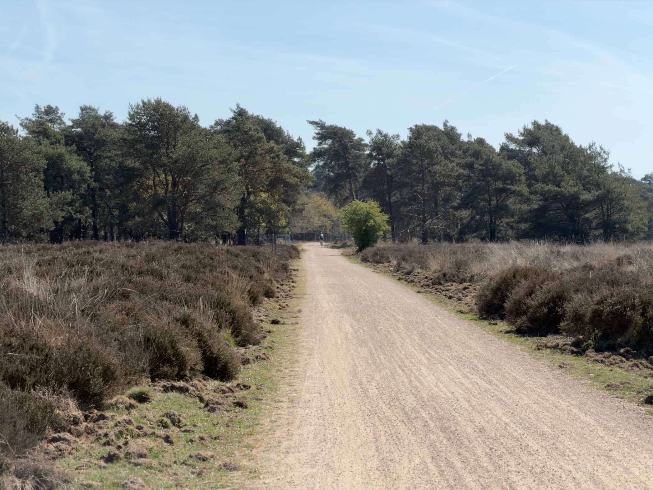 Sand track between strips of heather leading to a line of pines