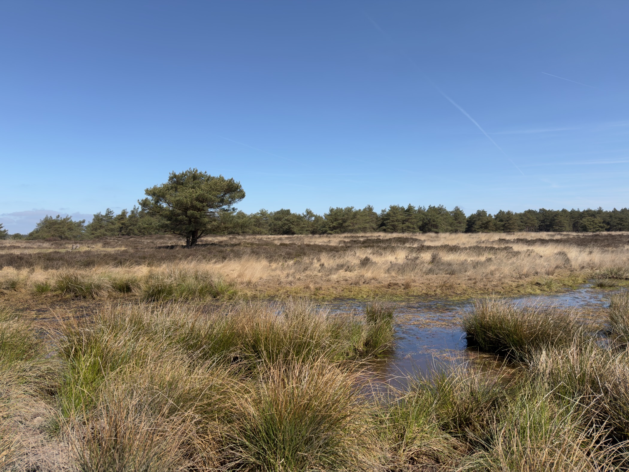 Pool of water among grass tussocks on the heath with a lone pine