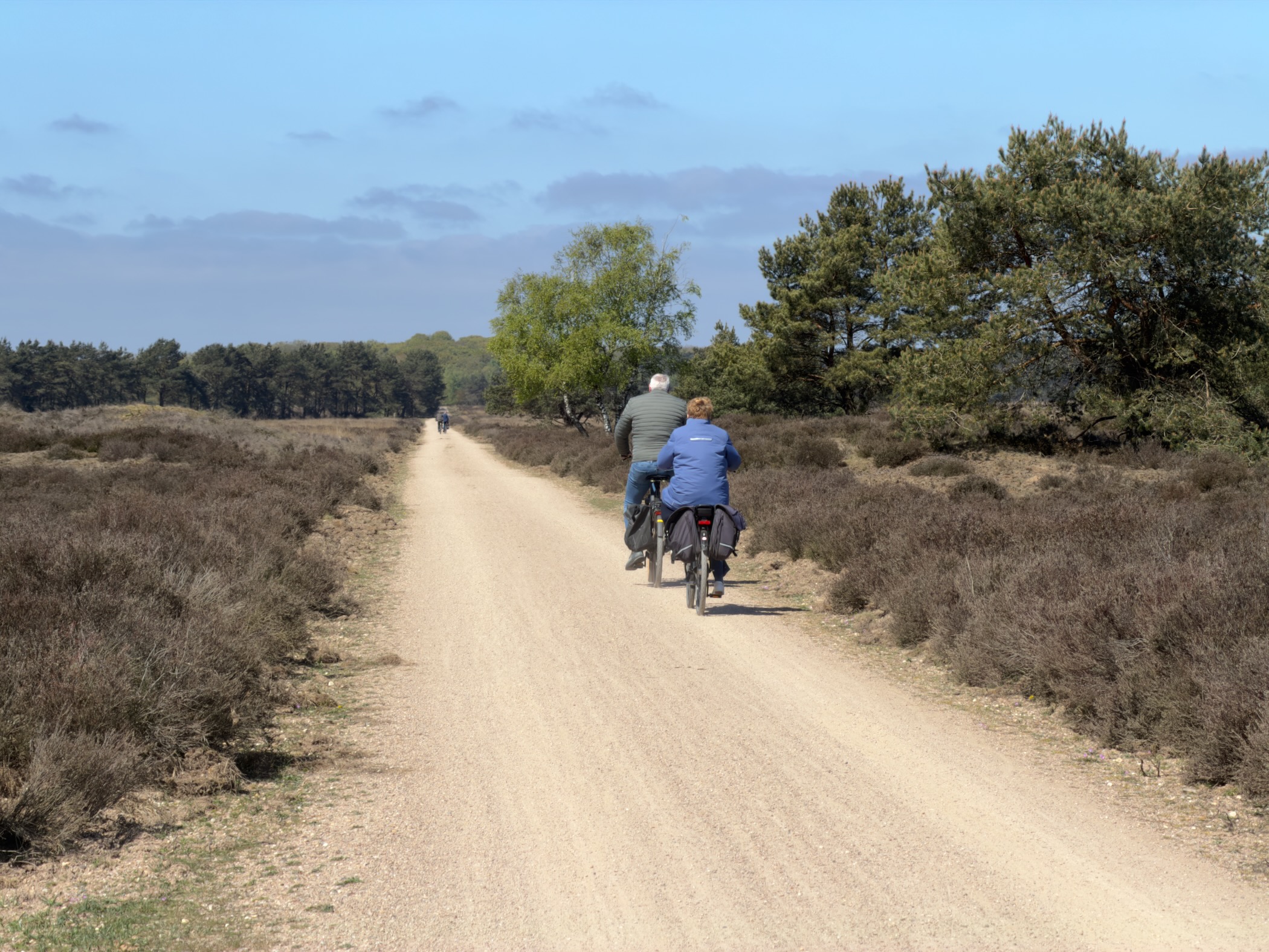 Two cyclists on a broad sand track crossing the heathland