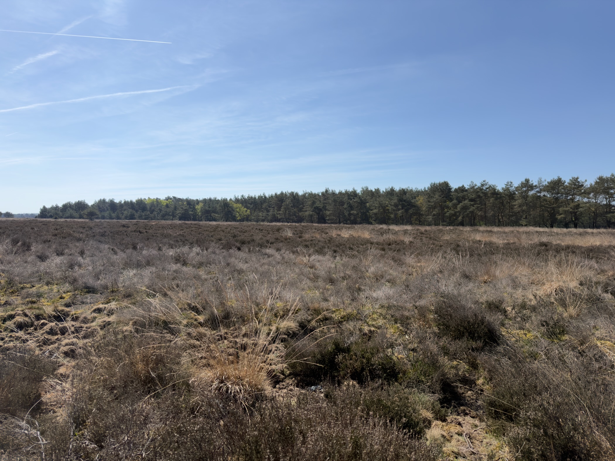 Wide heath with a line of pines along the far edge