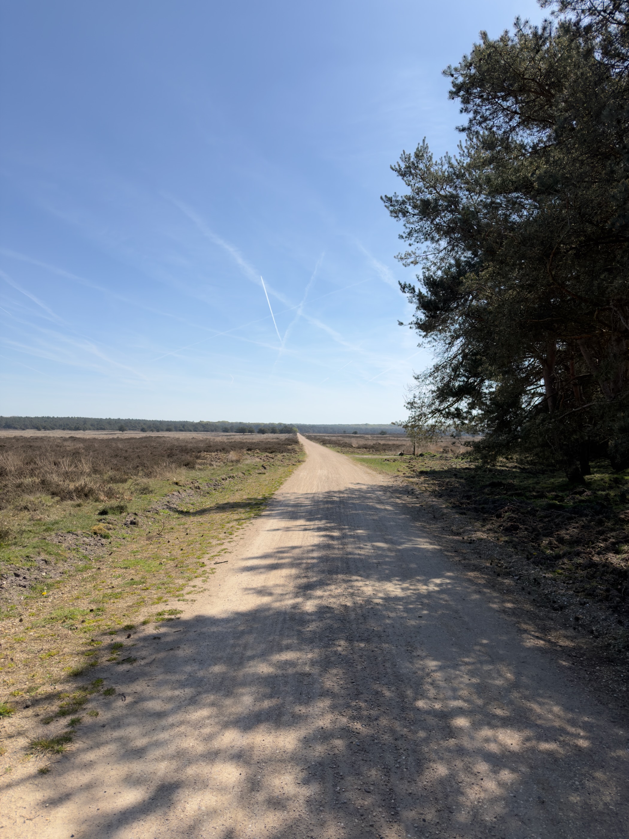 Sand track stretching to the horizon beside a pine