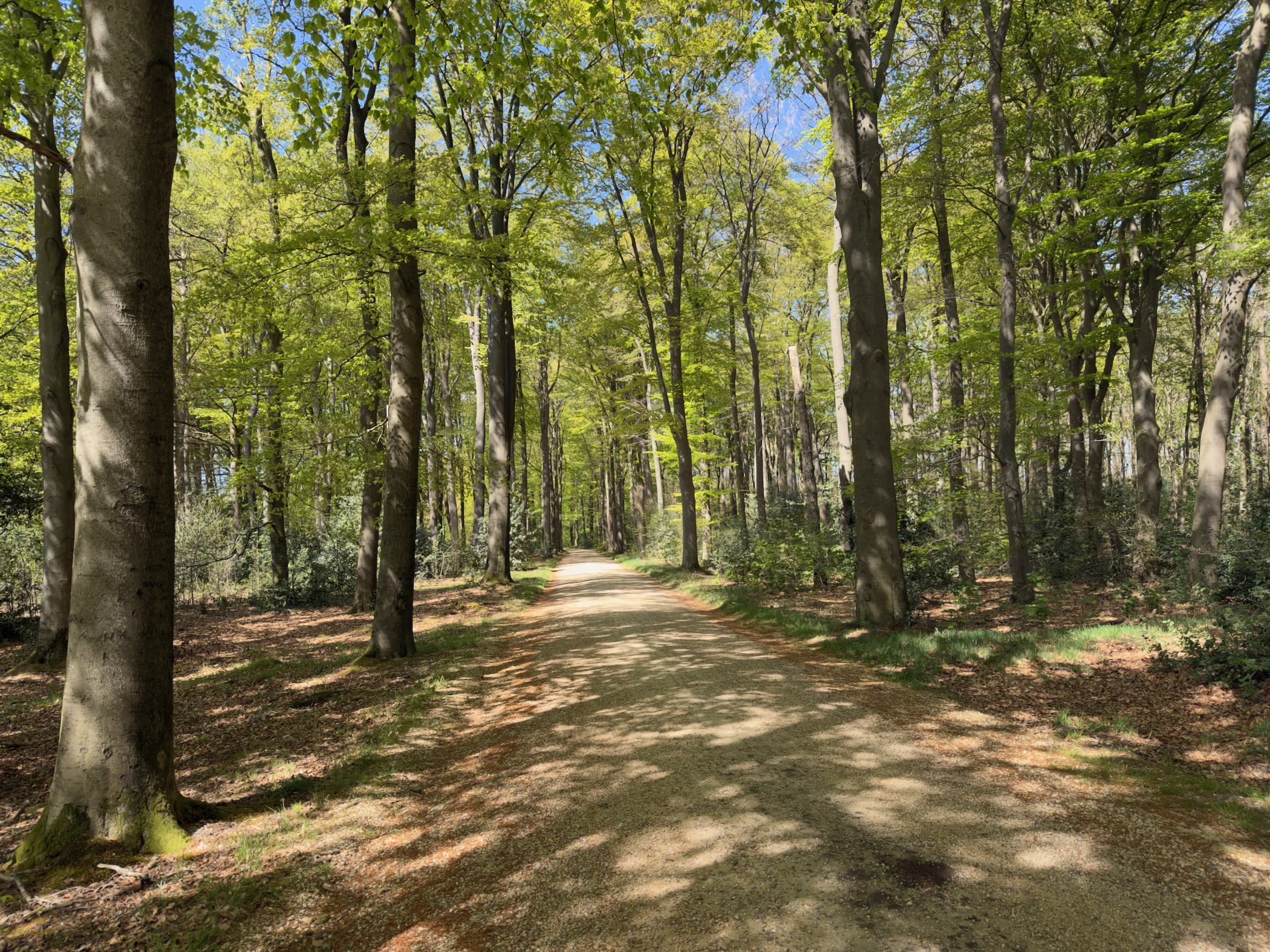 Shady track through tall beeches with fresh green leaves