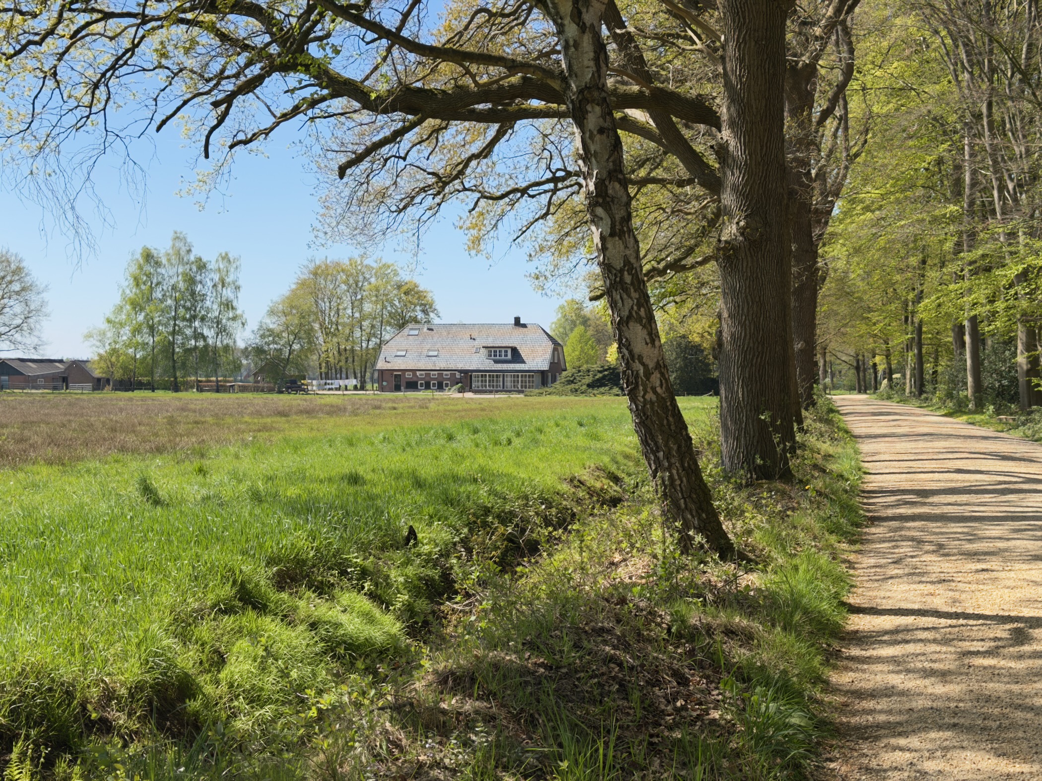Thatched farmhouse across a meadow with oak trunks along the path