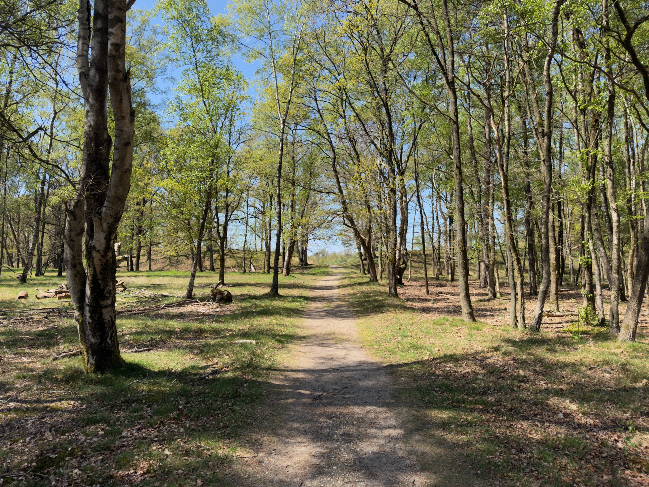 Track through birches with fresh spring leaves overhead