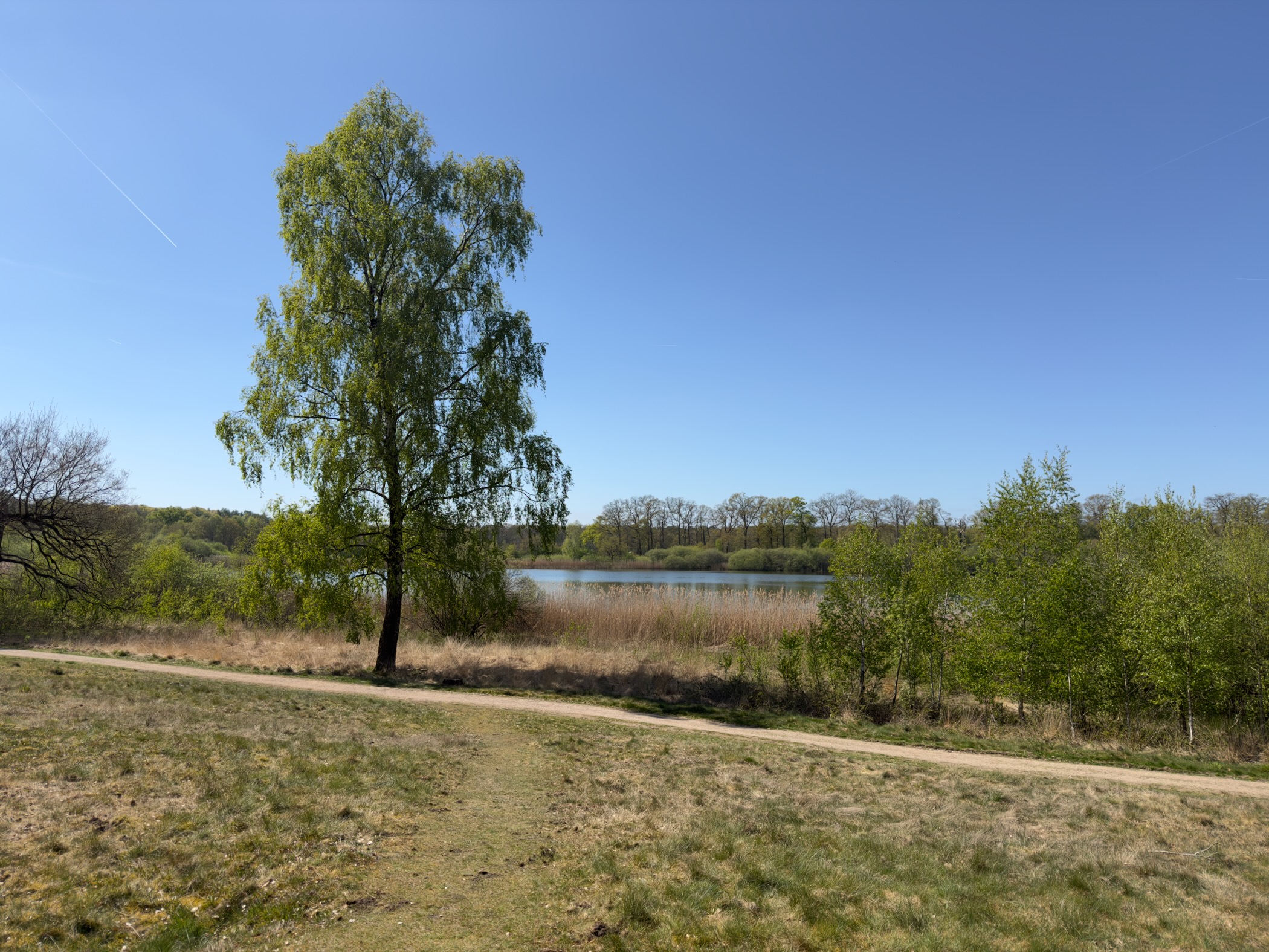 Willow beside a small lake under a clear sky