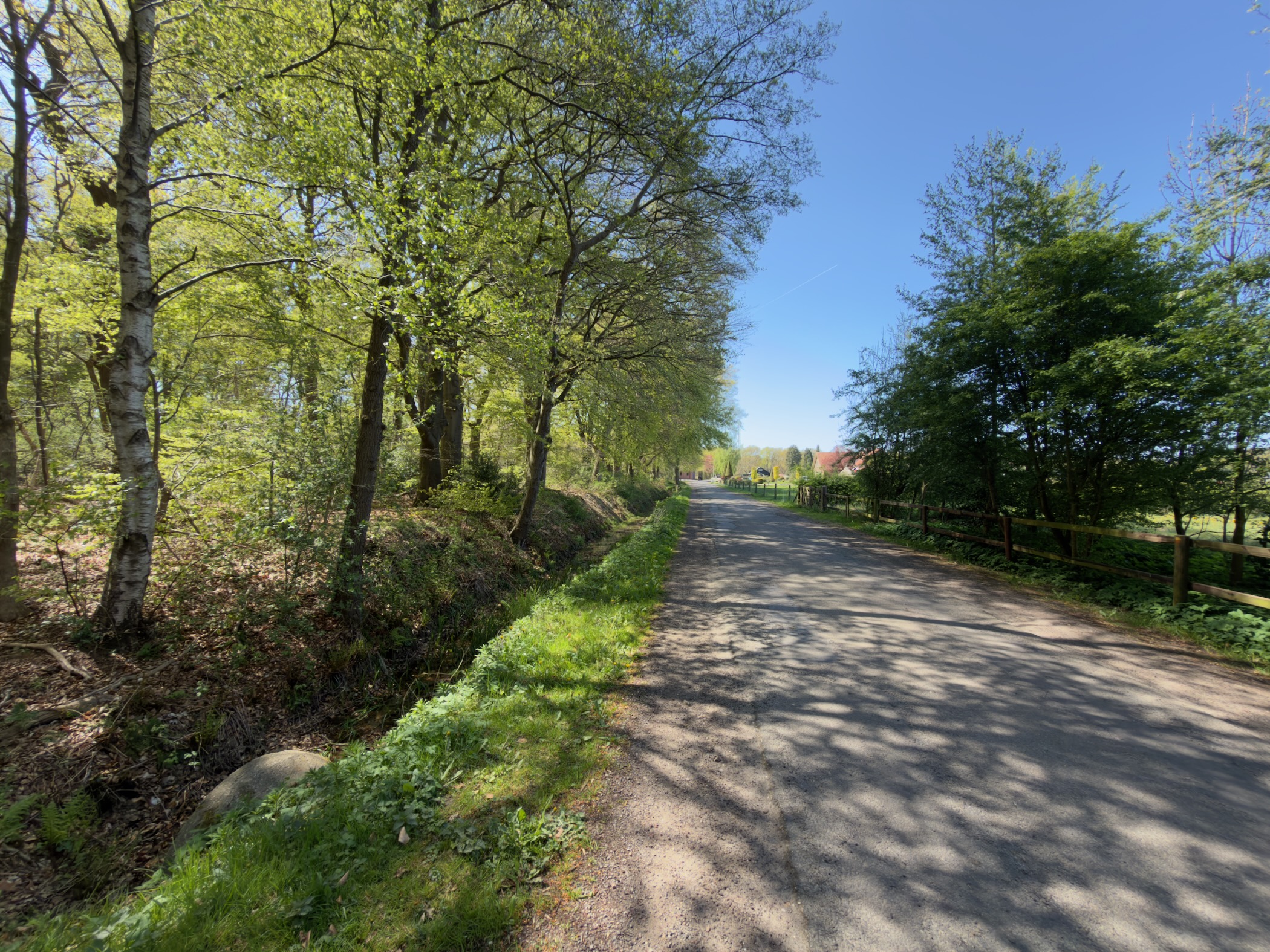 Tarmac lane lined with fresh green trees leading to houses