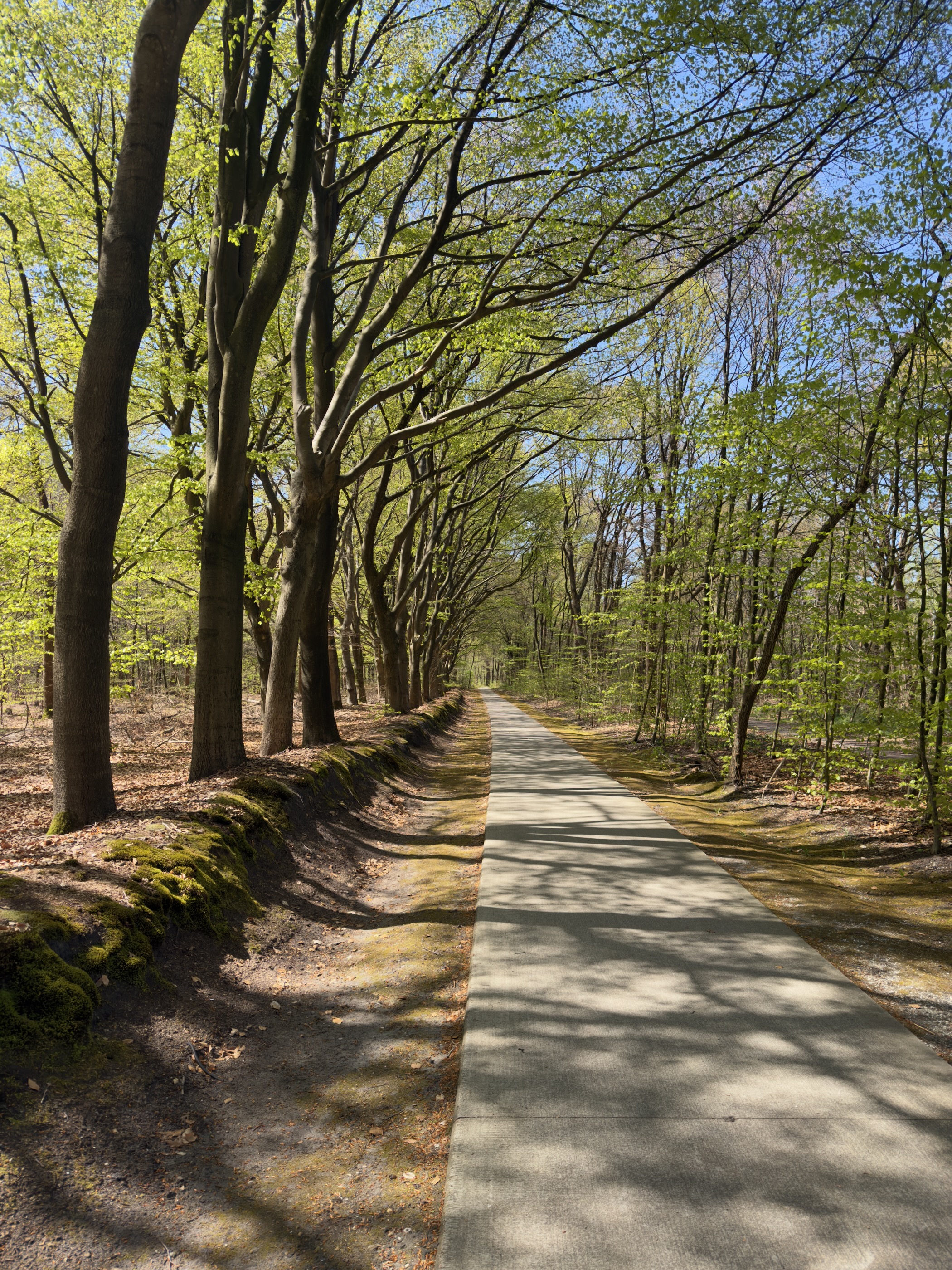 Narrow lane running down an avenue of tall beeches