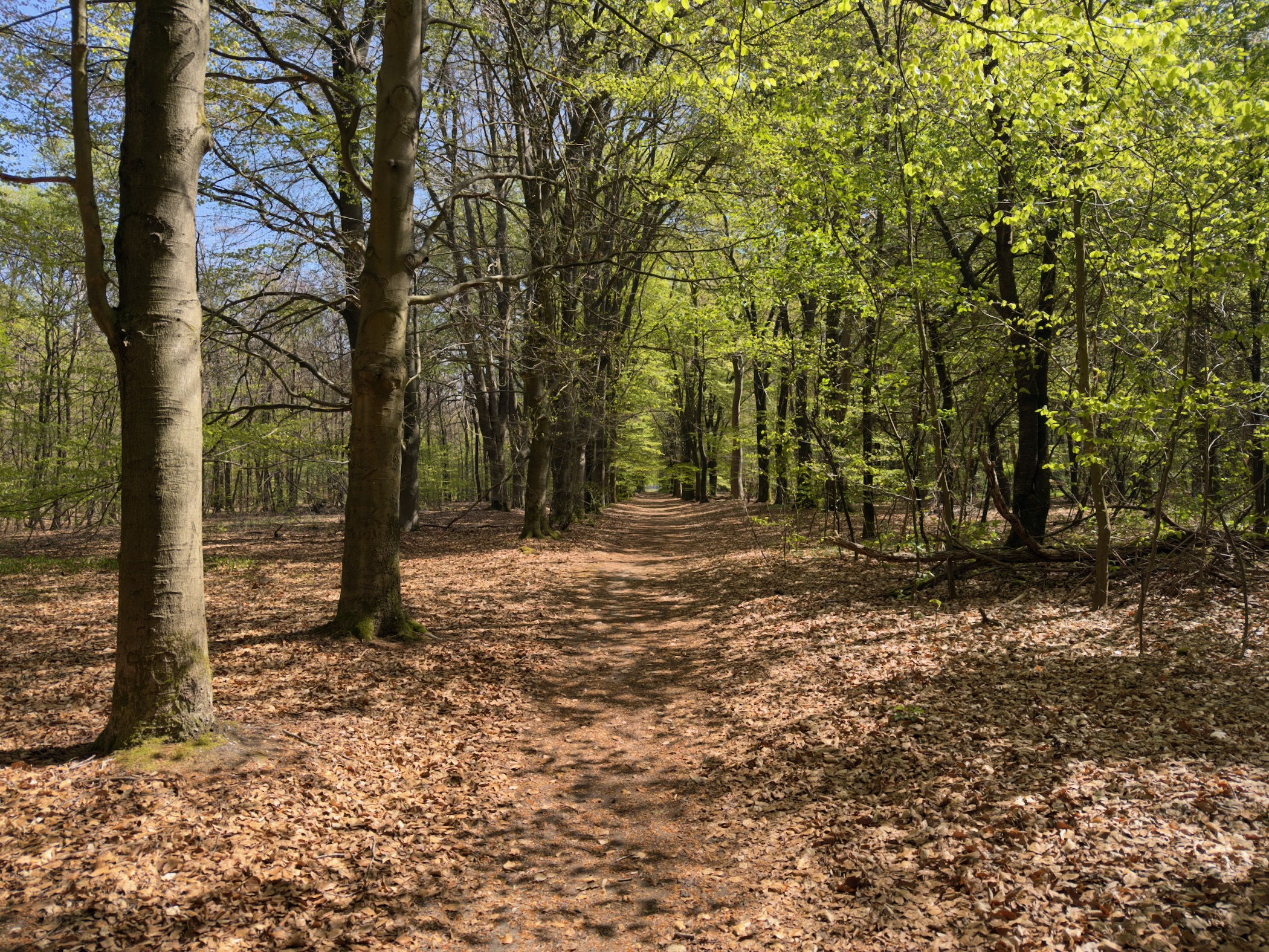 Leafy path through a beech wood with light filtering through