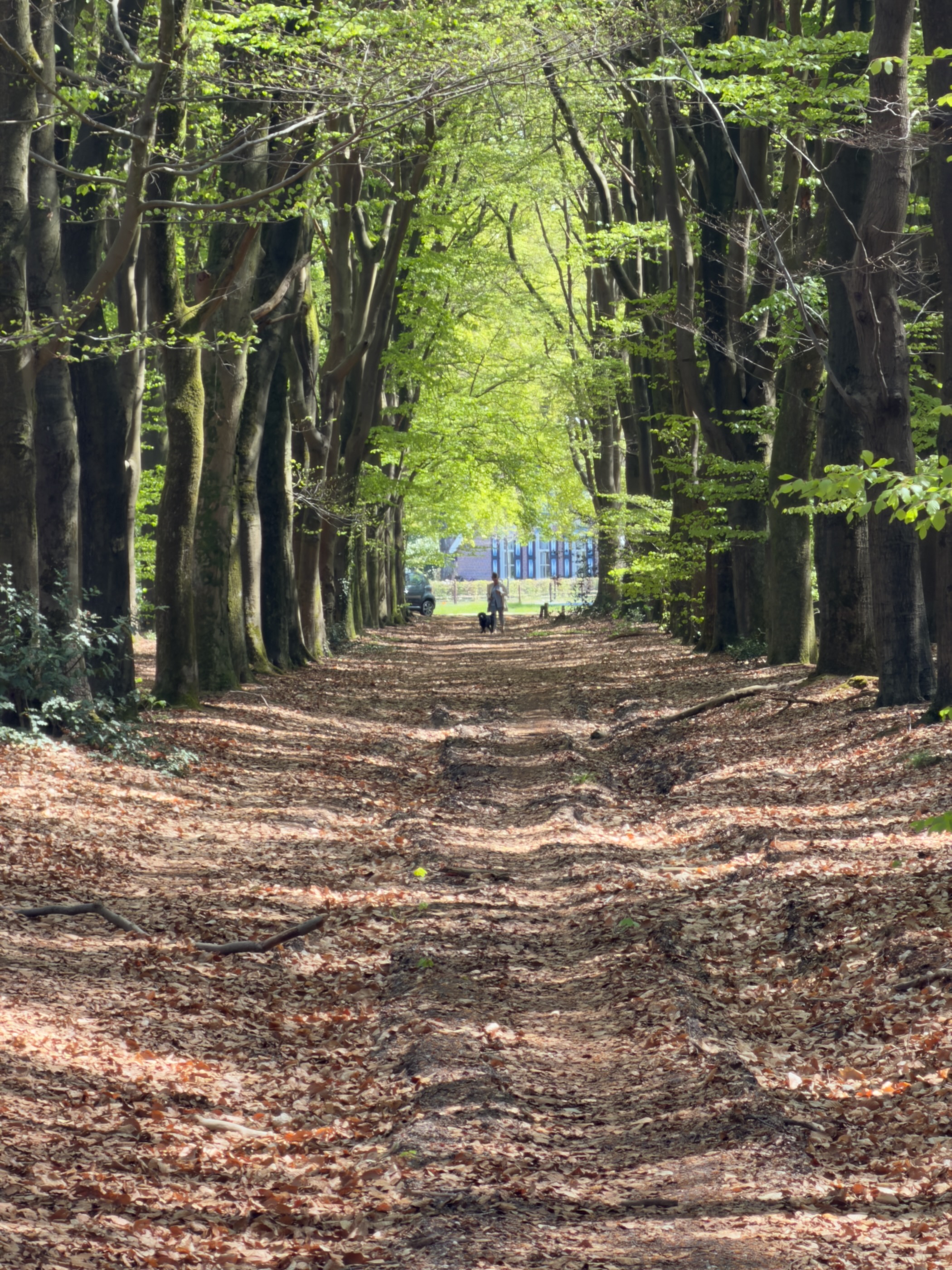 Long beech avenue looking towards a distant field