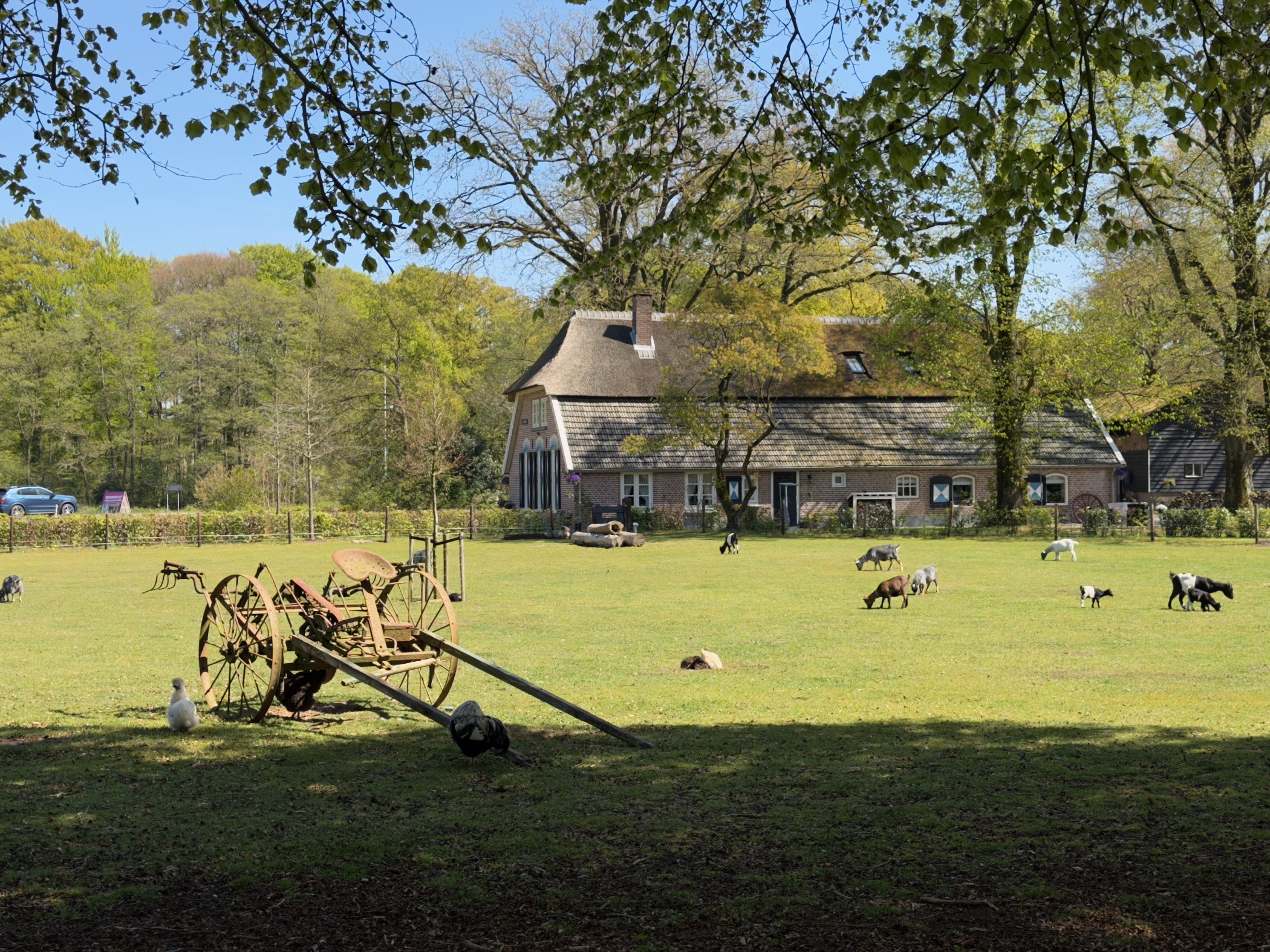 Thatched farmhouse with goats grazing and an old rake in the meadow