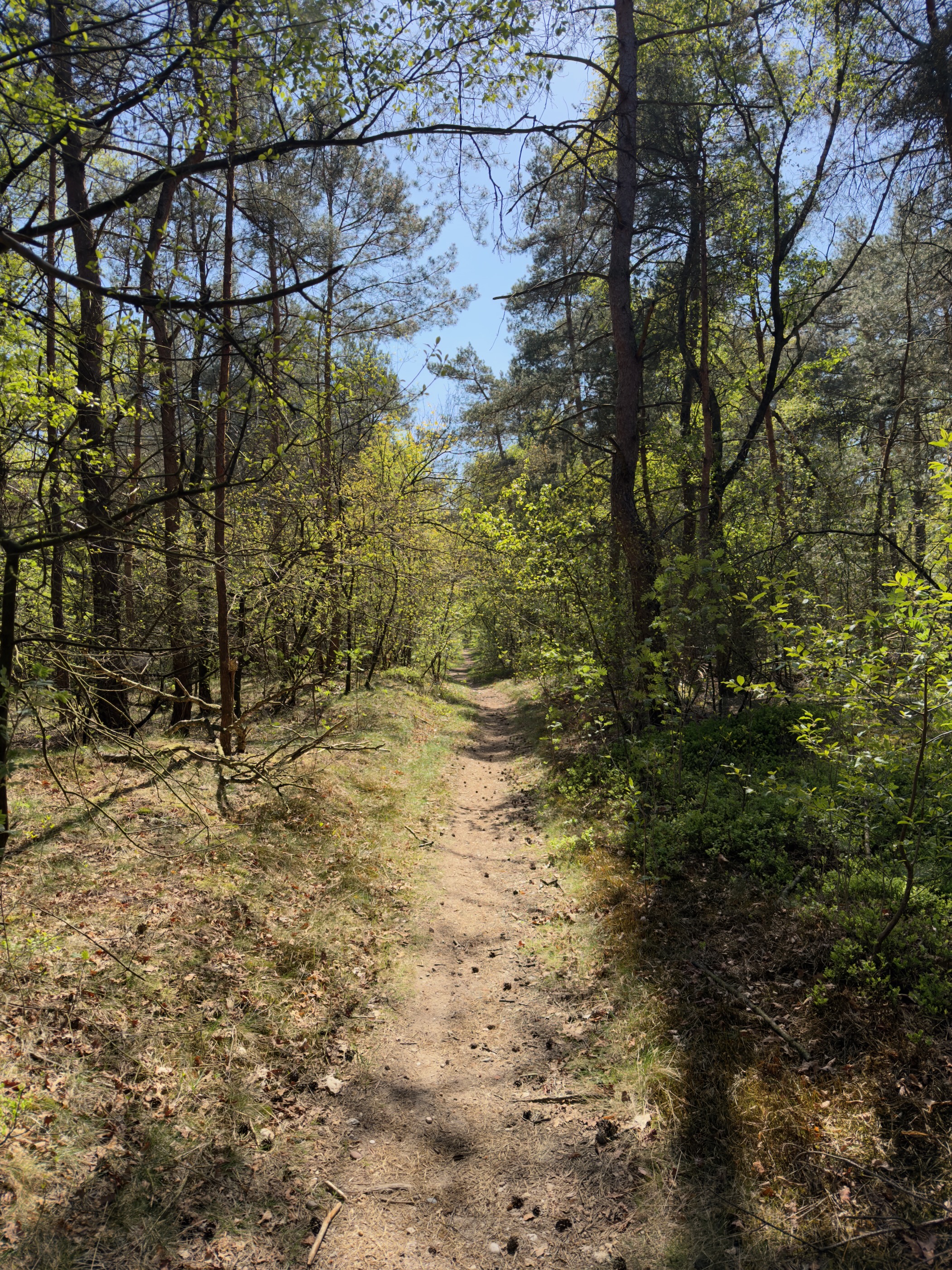 Narrow track winding through pines and budding trees