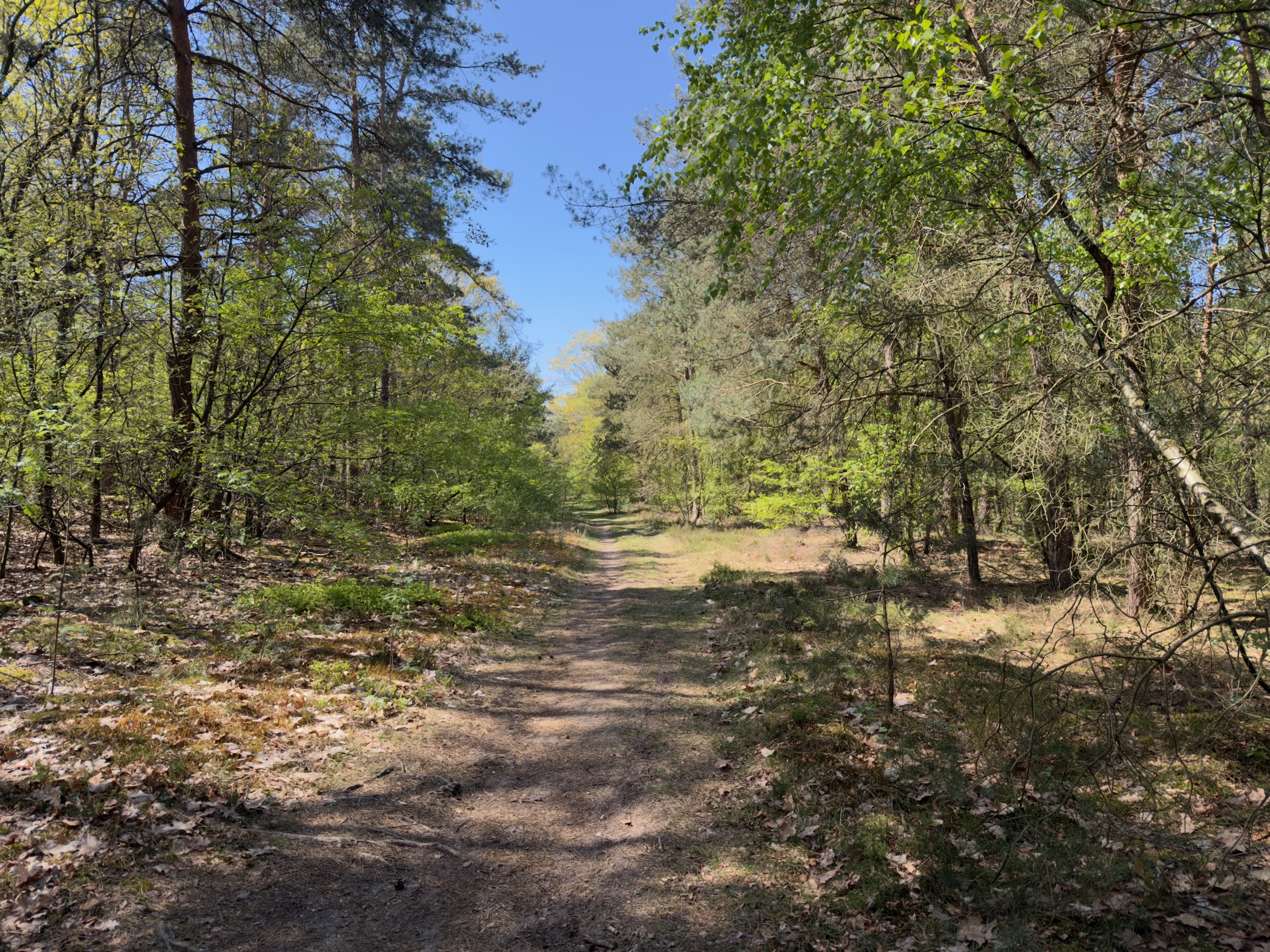 Path through a mixed wood with fresh spring leaves