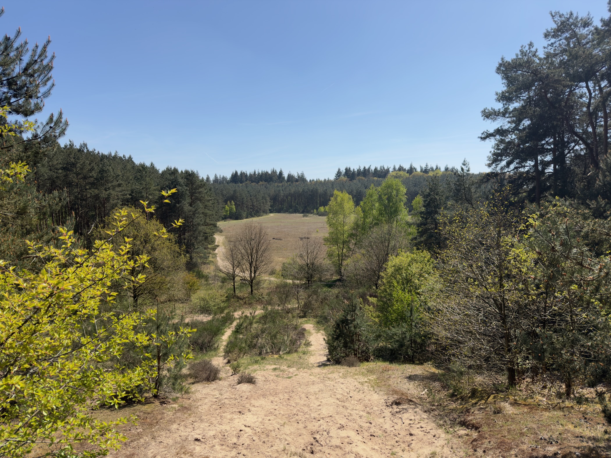 View from a rise over sand and scattered trees to a shallow hollow