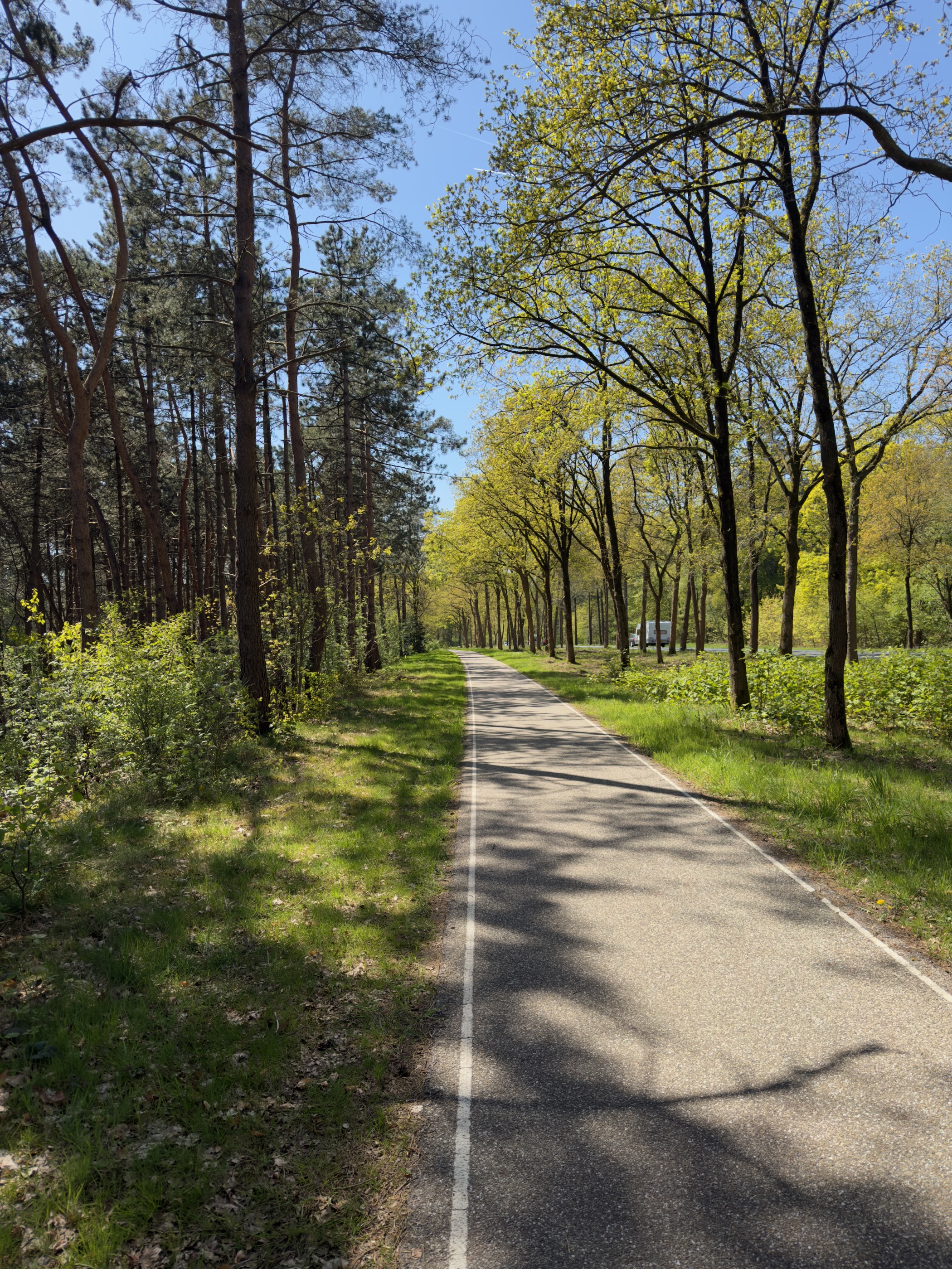 Cycle lane running straight through a pine wood