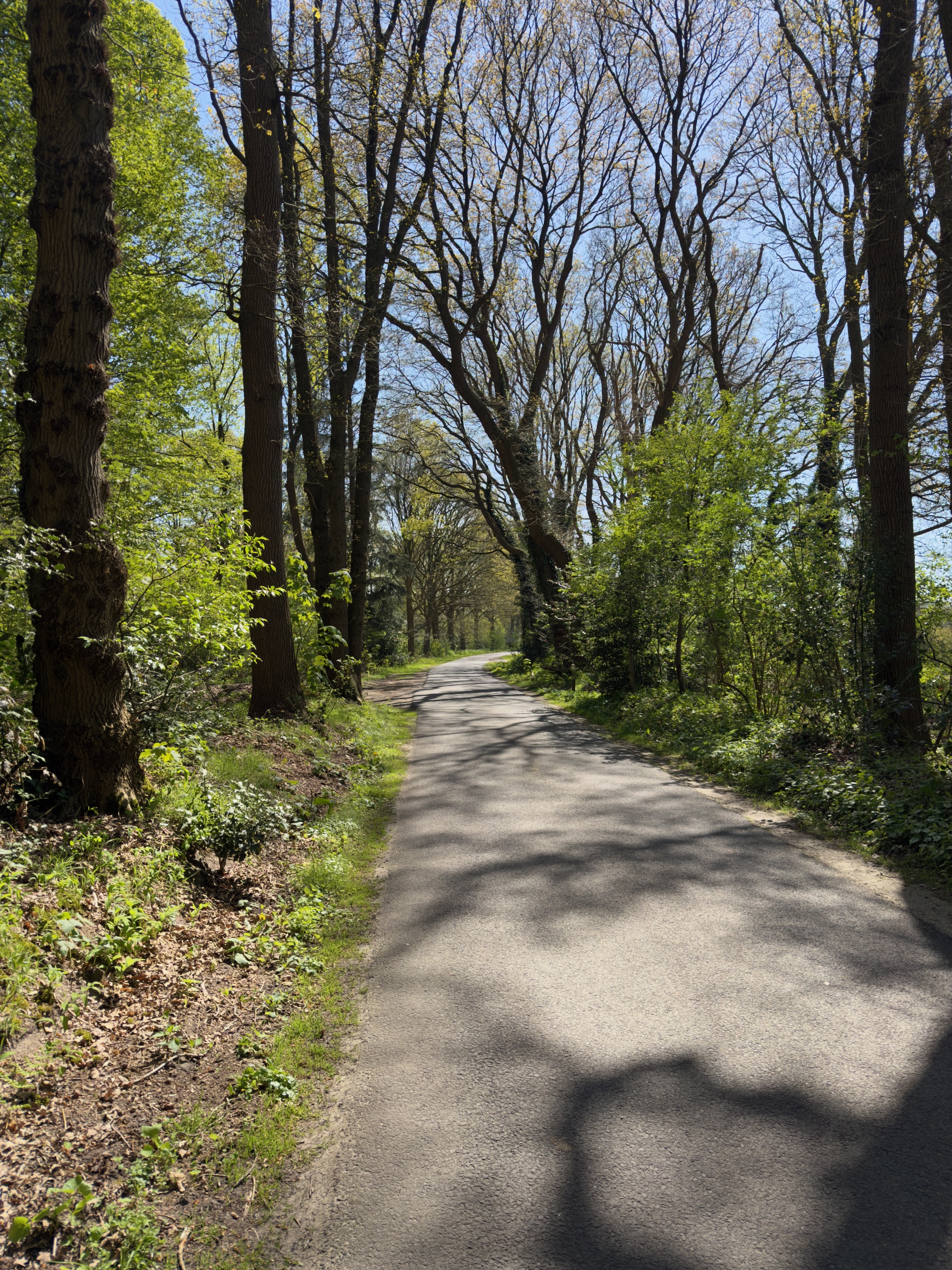 Lane under bare beech branches with moss along the edges