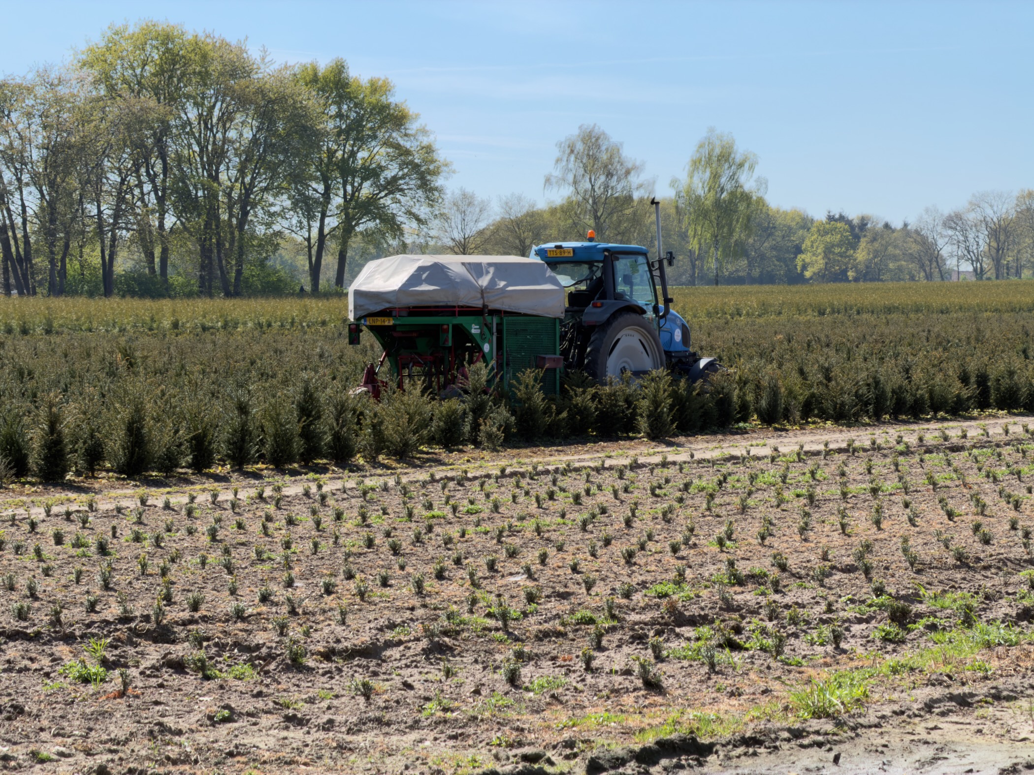 Blue tractor at work in a Christmas tree nursery