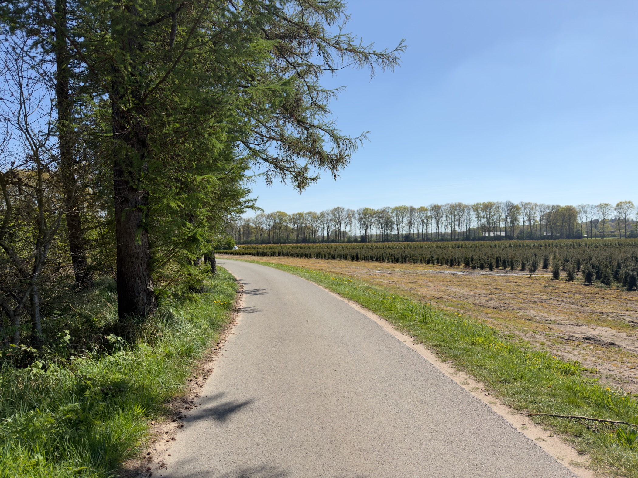 Lane beside a young conifer plantation