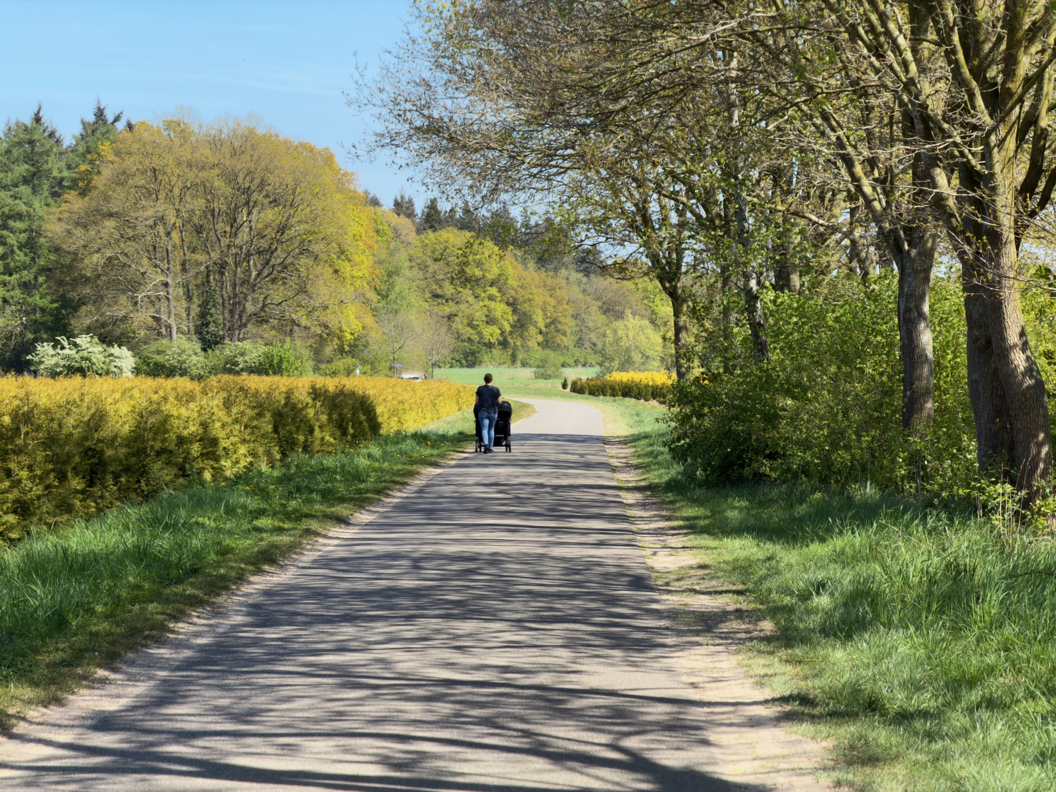 Walker with pushchair on a lane flanked by yellow hedges