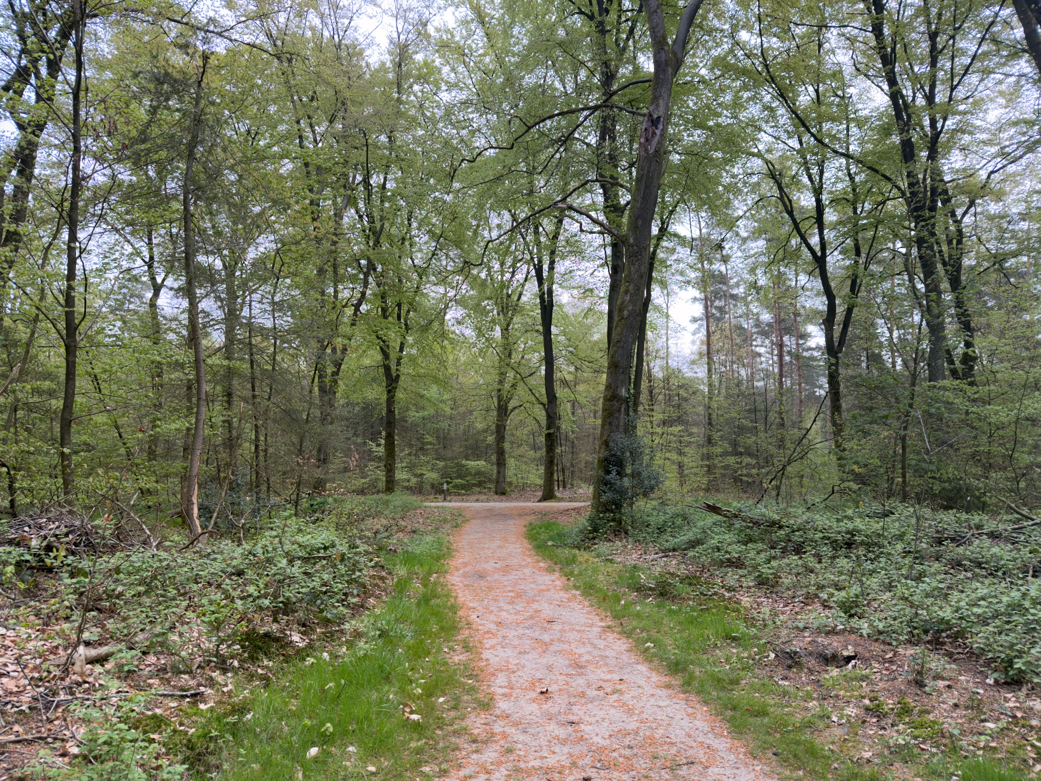 A sandy path through a forest of tall trees in spring