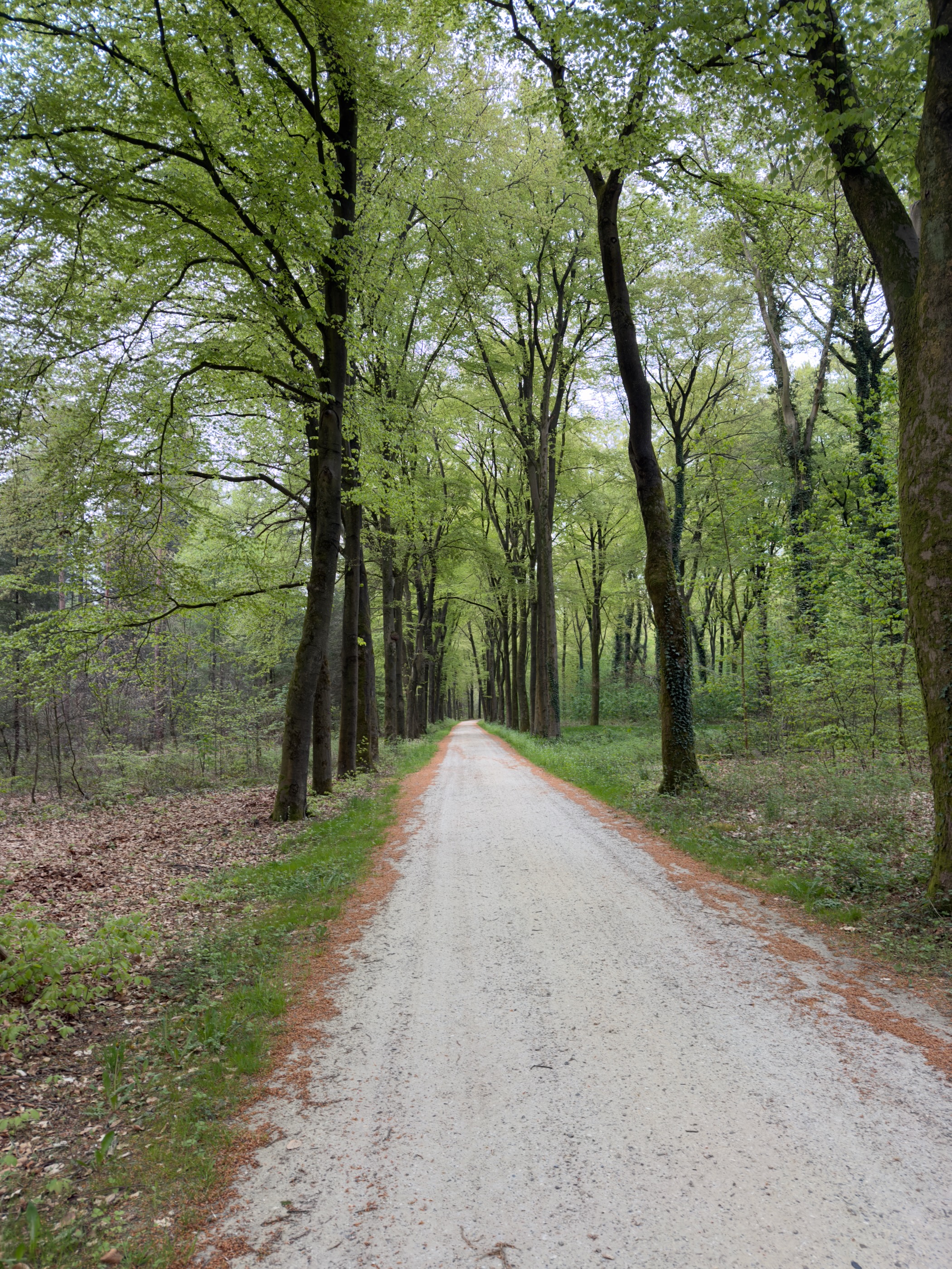 A long straight track lined with tall beech trees
