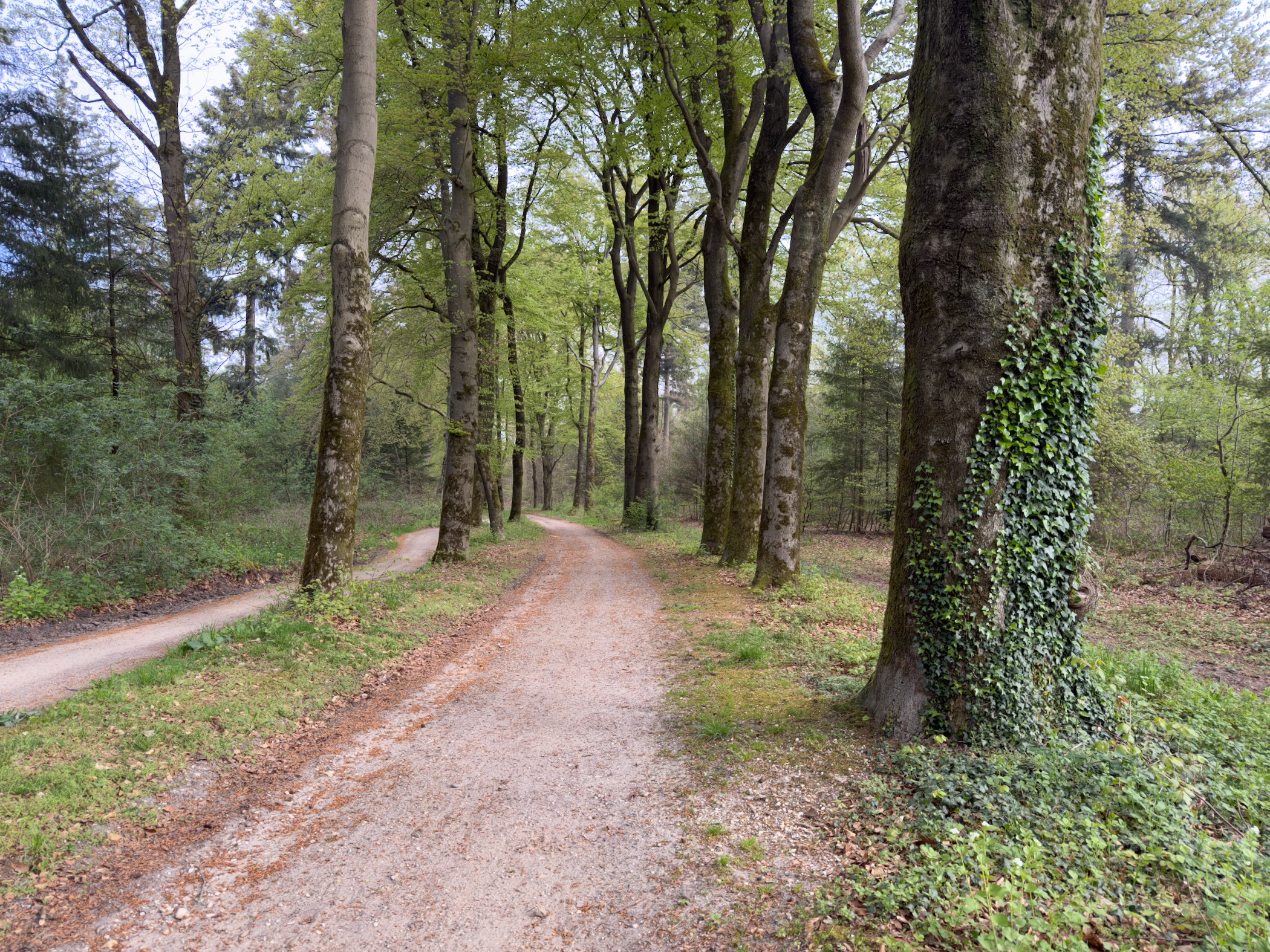A forest path beside a tree wrapped in ivy