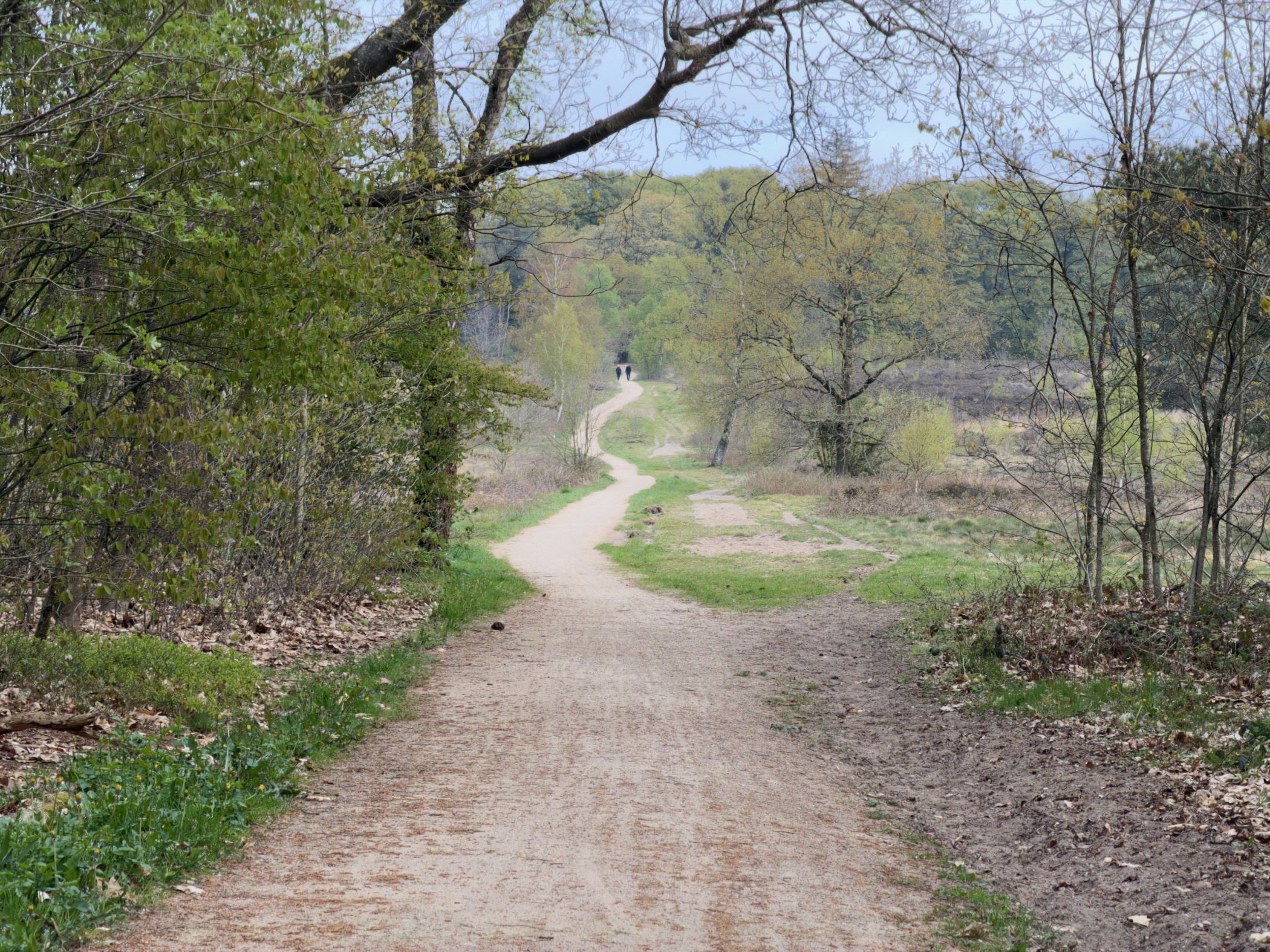 A sandy path leading from woodland out to open heath