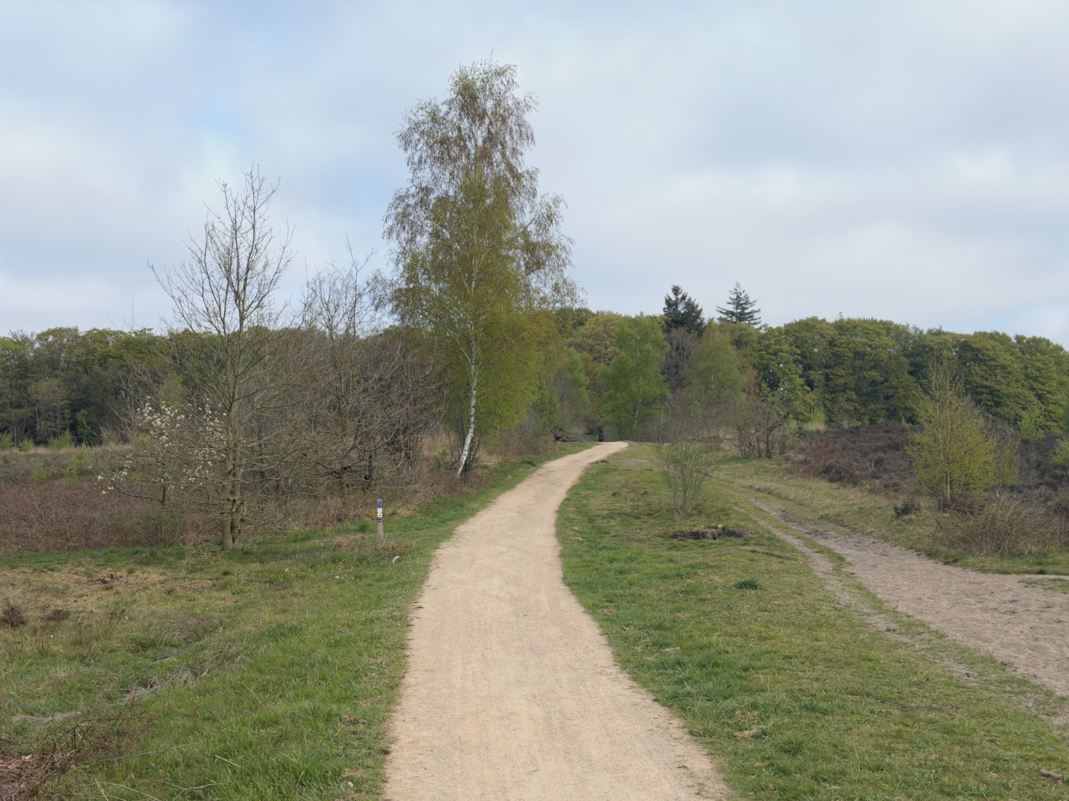 A path crossing heathland with a single birch tree beside it