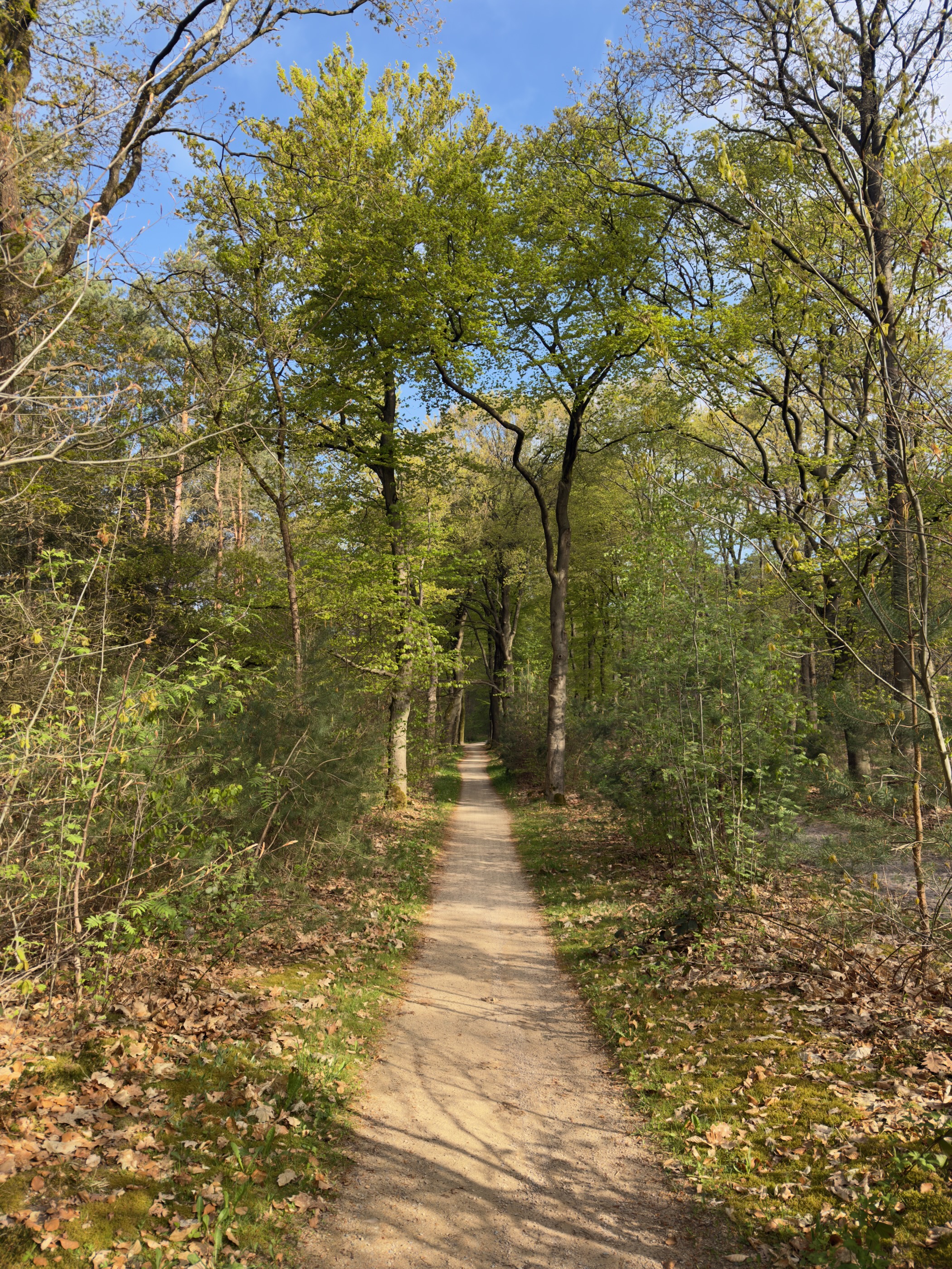 A narrow path through woodland in bright sunlight
