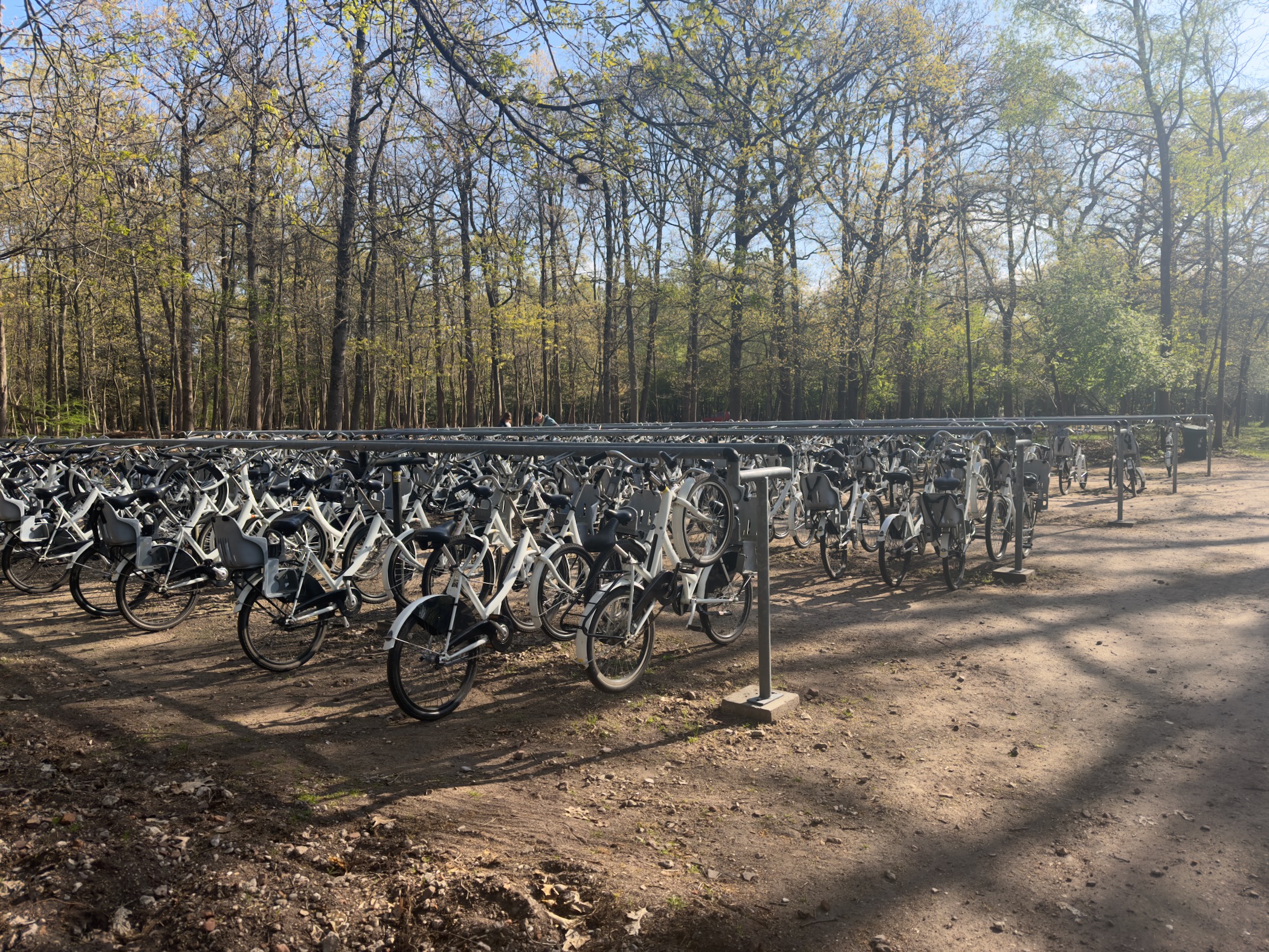 Rows of white park bicycles parked under racks
