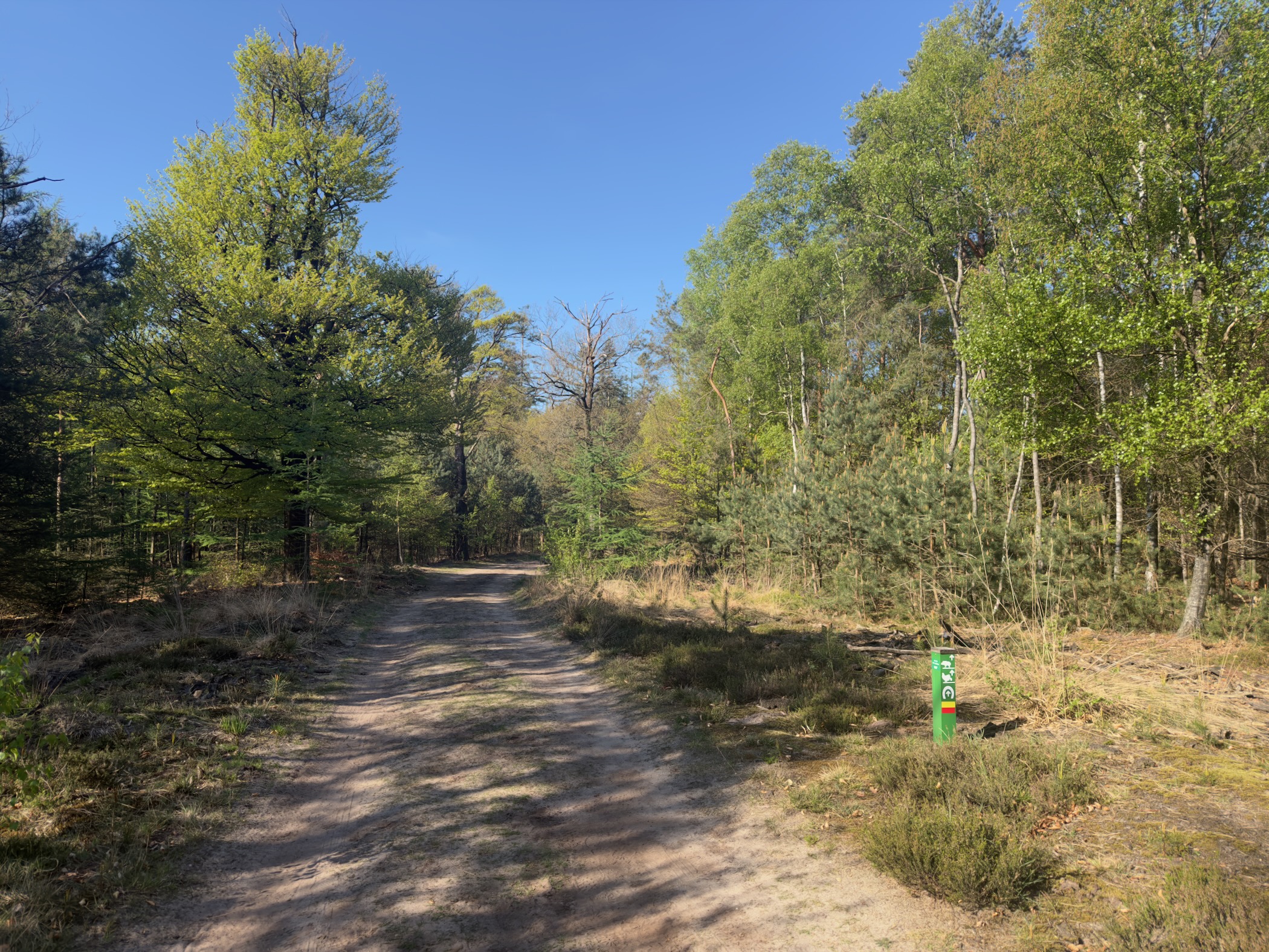 A sandy path through woodland with a green marker post